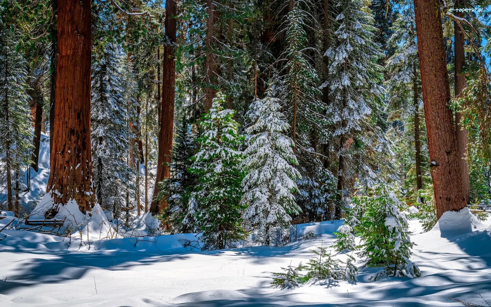 Park Narodowy King Canyon, Kalifornia, Śnieg, Zima, General Grant Grove, Drzewa, Sekwoje, Stany Zjednoczone