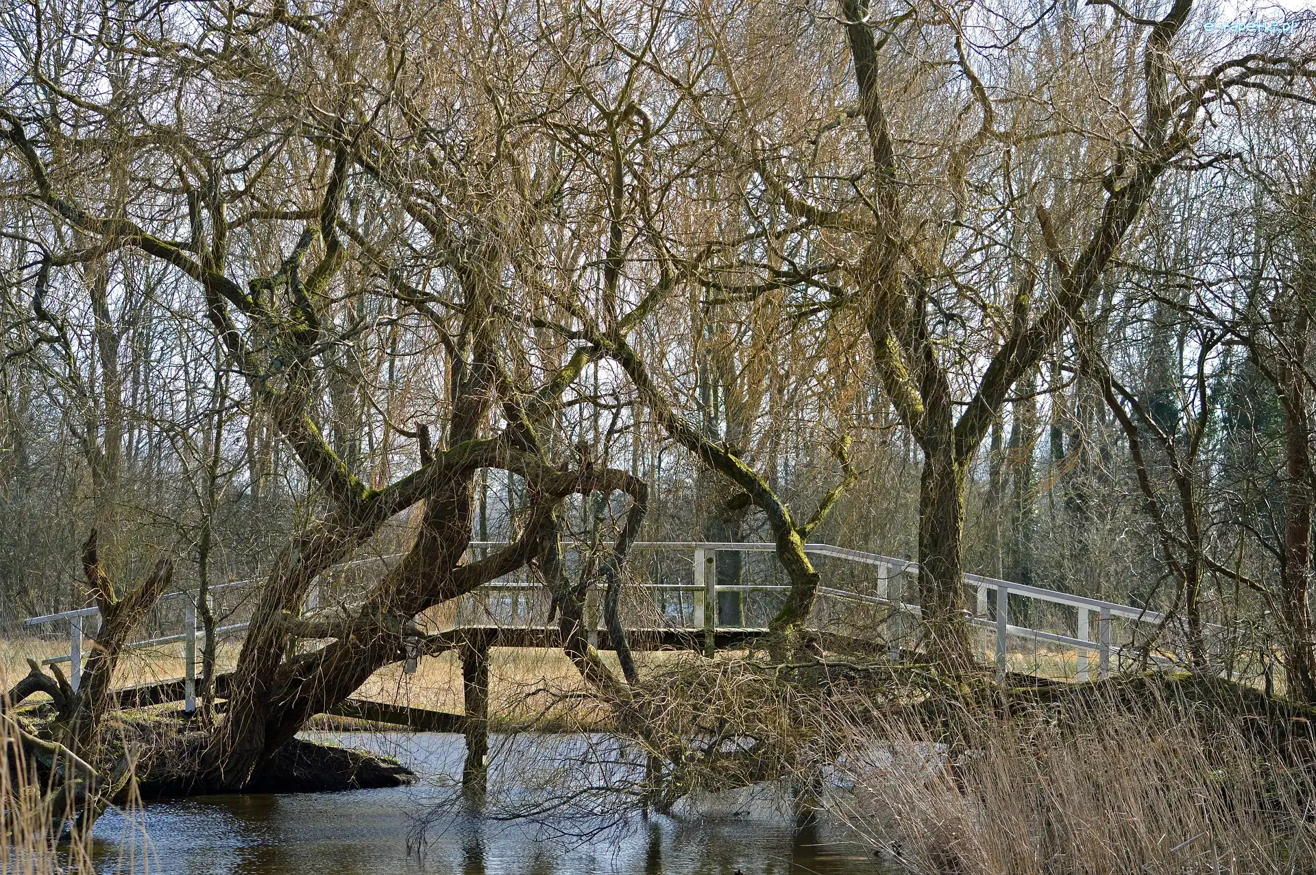 Drzewa, Trawy, Wierzba płacząca, Mostek