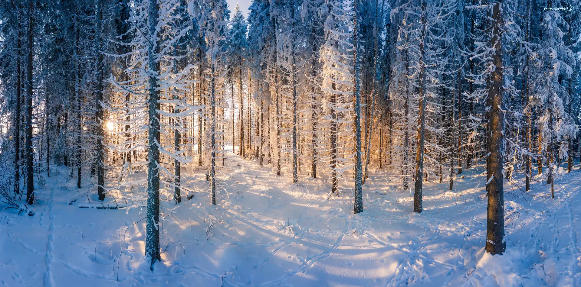Zima, Drzewa, Śnieg, Las