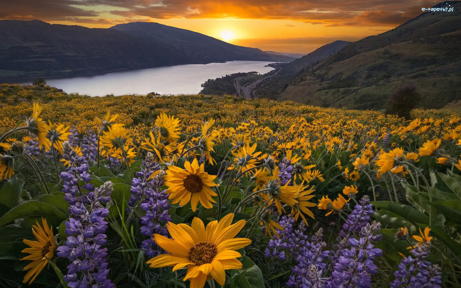 Żółte, Góry Kaskadowe, Columbia River Gorge, Łubin, Łąka, Stan Waszyngton, Rzeka Kolumbia, Zachód słońca, Balsamorhiza, Stany Zjednoczone, Kwiaty, Rezerwat przyrody