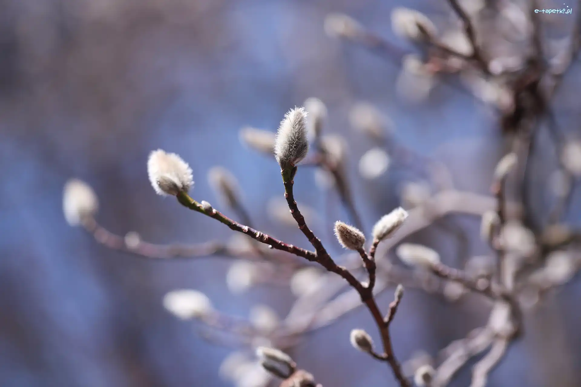 Gałązki, Magnolia, Pąki