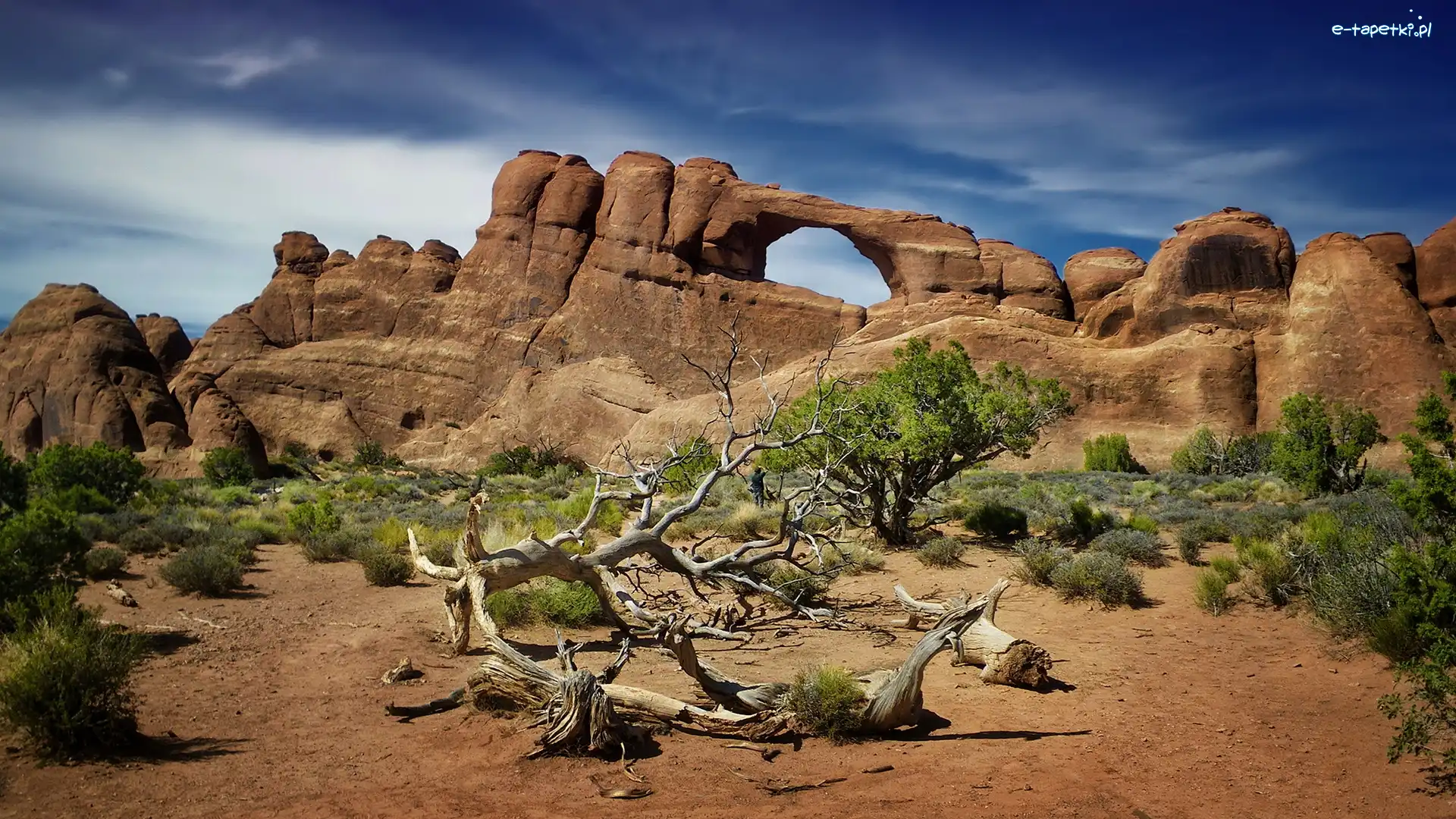 Suchy, Drzewa, Stany Zjednoczone, Utah, Krzewy, Konar, Park Narodowy Arches, Skały