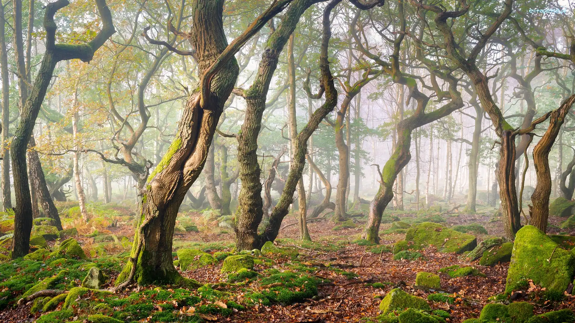 Omszone, Drzewa, Anglia, Hrabstwo Derbyshire, Mgła, Kamienie, Park Narodowy Peak District, Las