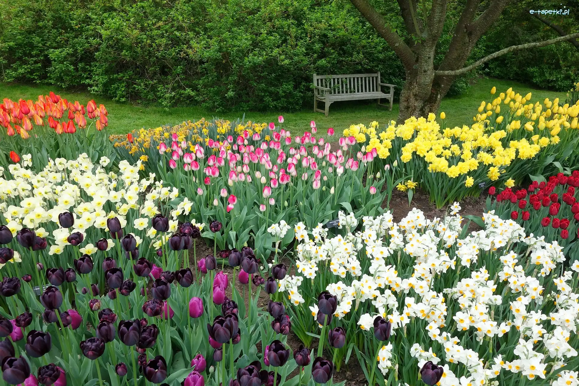 Ławka, Tulipany, Żonkile, Drzewa, Park, Wiosna