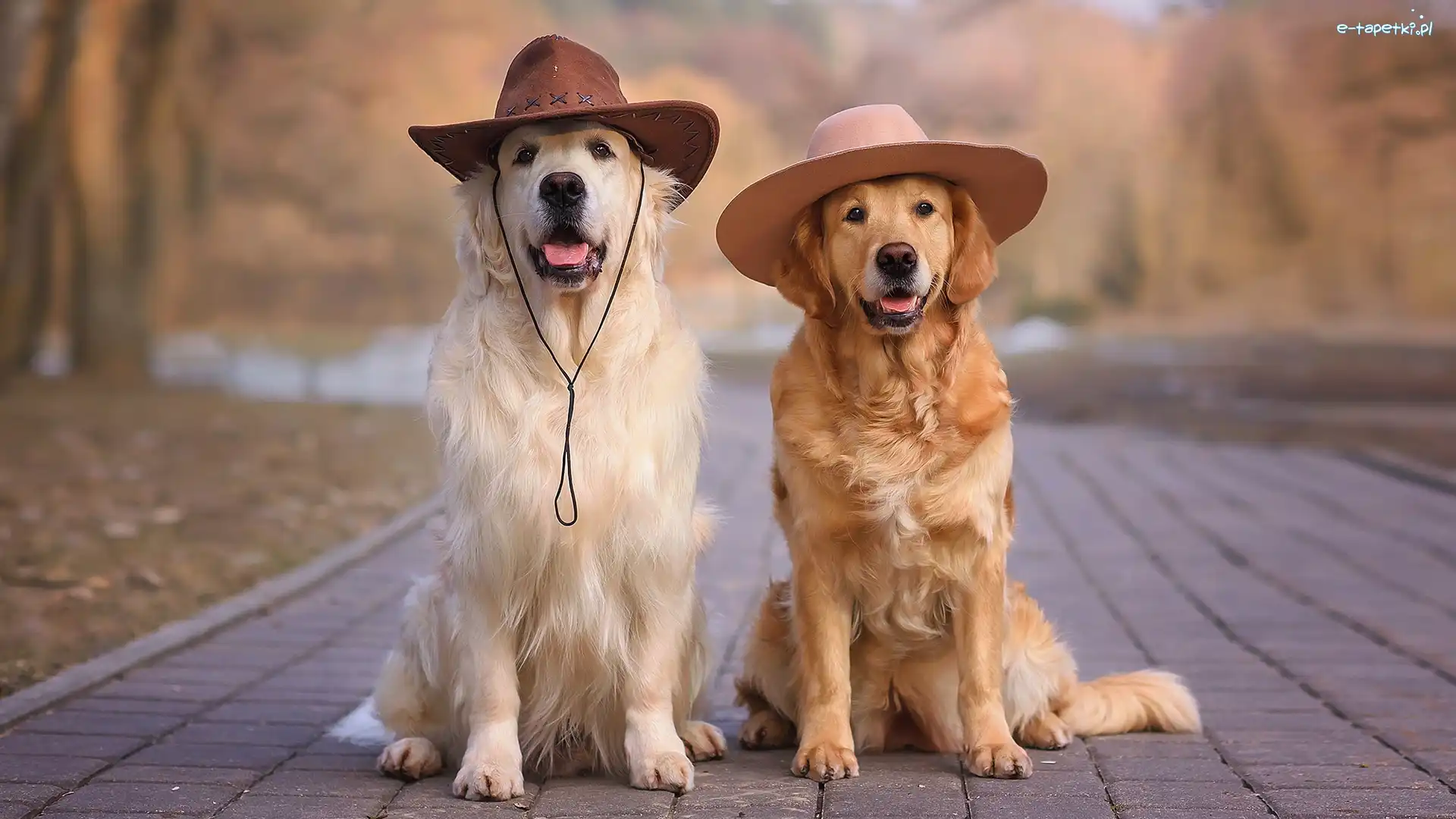 Dwa, Golden retriever, Psy, Chodnik, Kapelusz