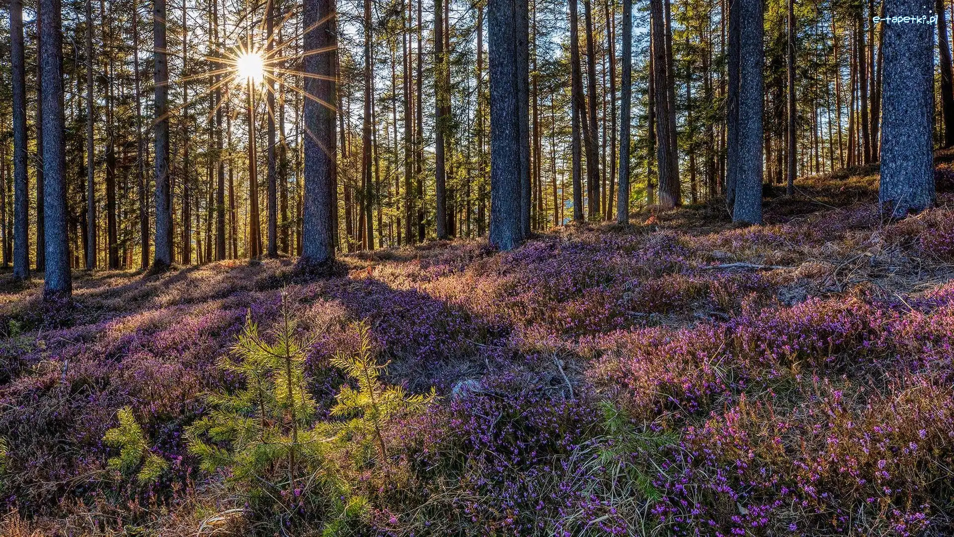 Promienie słońca, Wrzosy, Las, Drzewa, Wrzosowisko