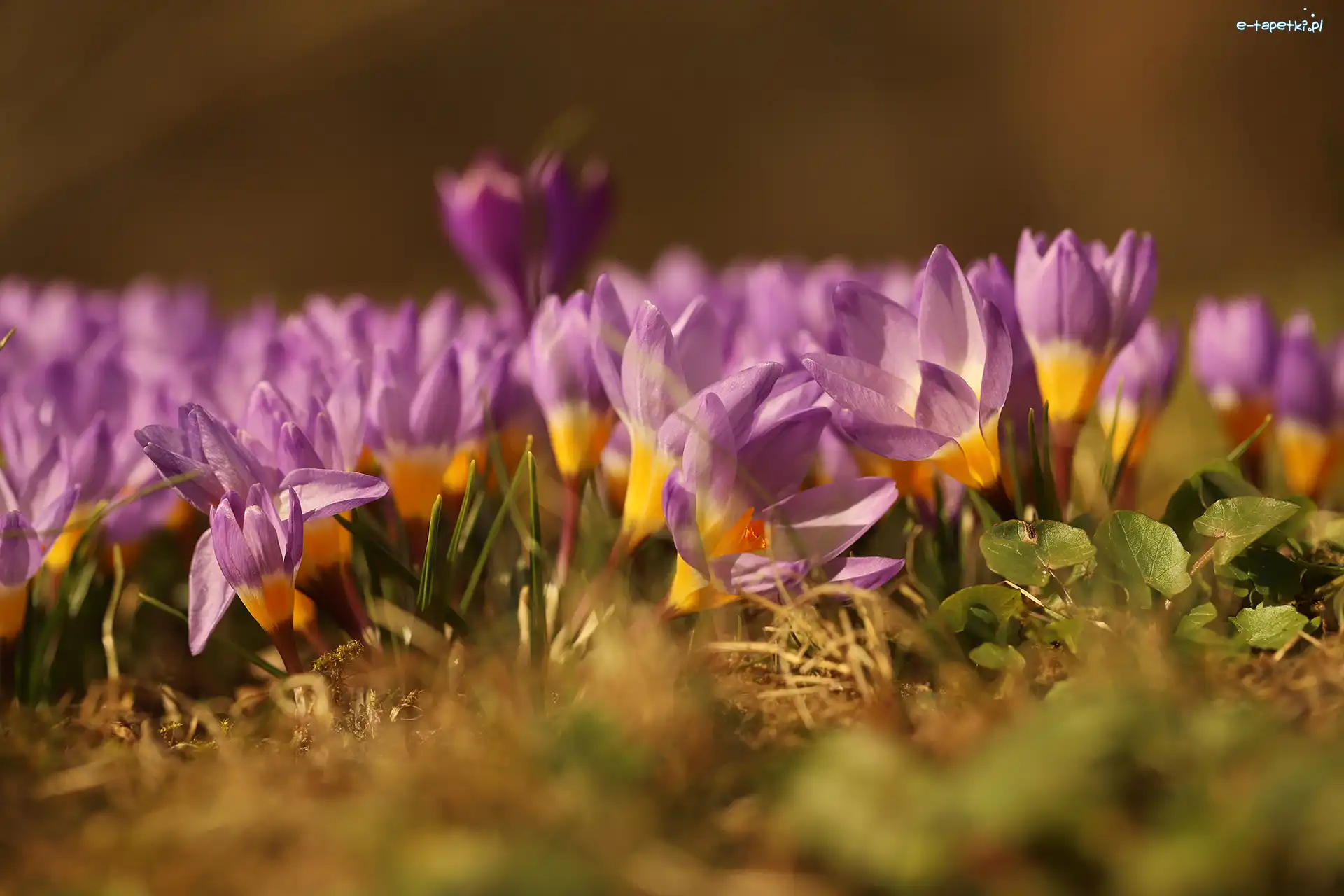 Krokusy, Kępa, Kwiaty, Liliowe