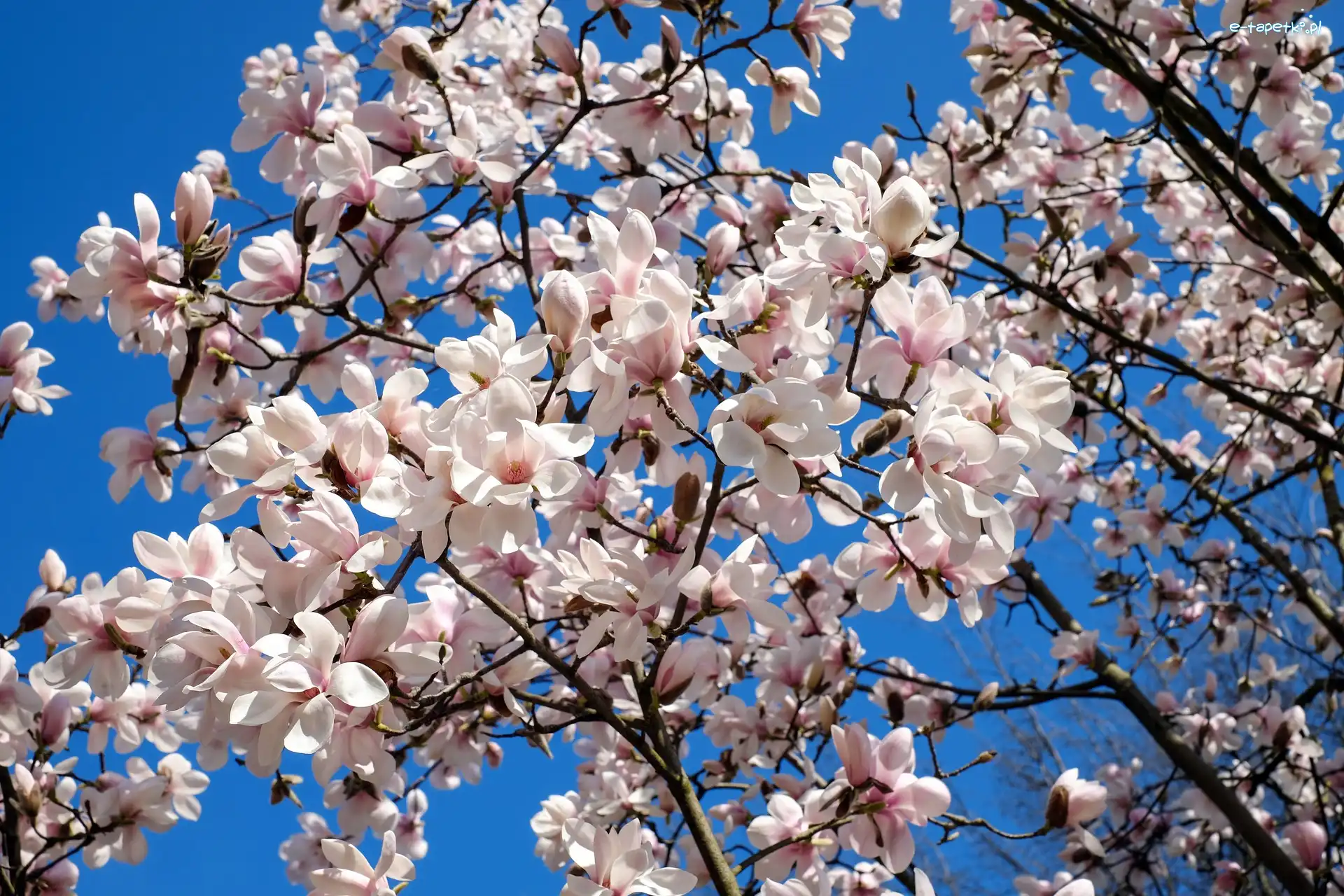 Niebo, Magnolia, Gałązki