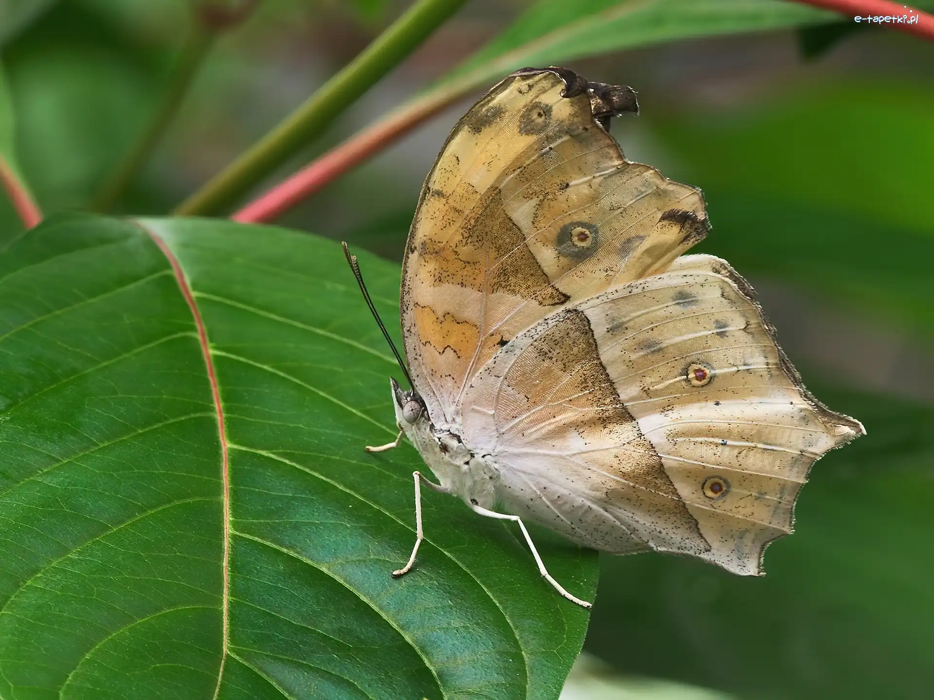 liść, Motyl