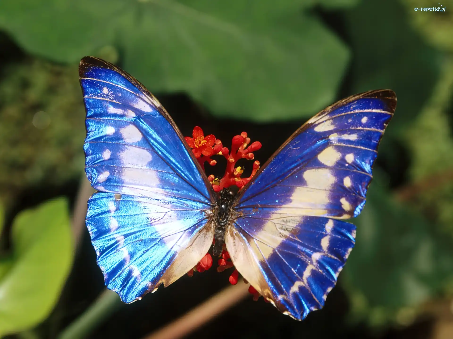 niebieski, Motyl