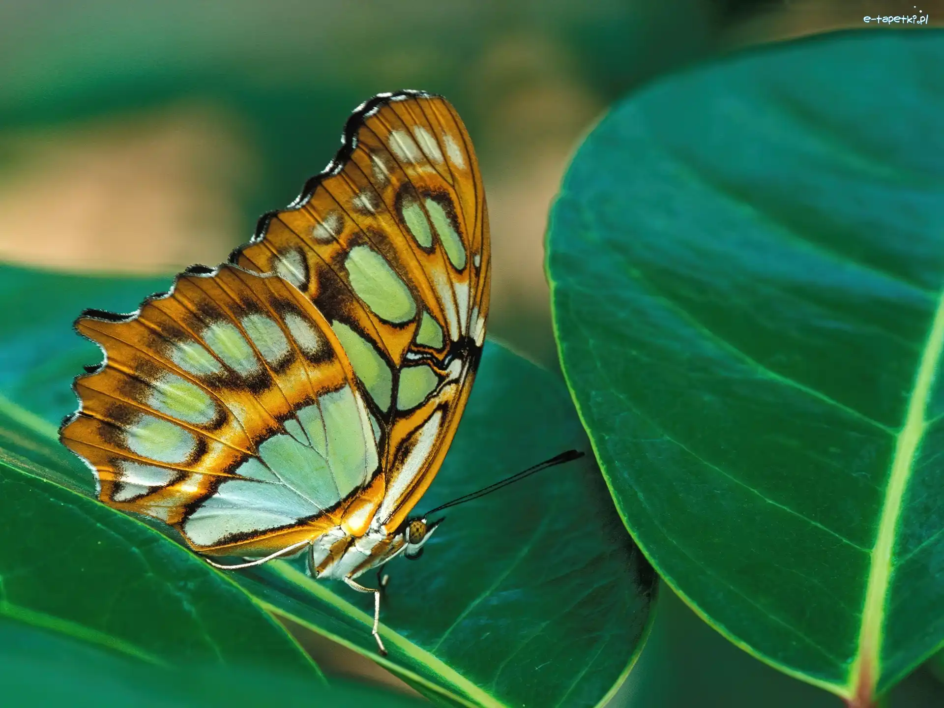 liść, Motyl