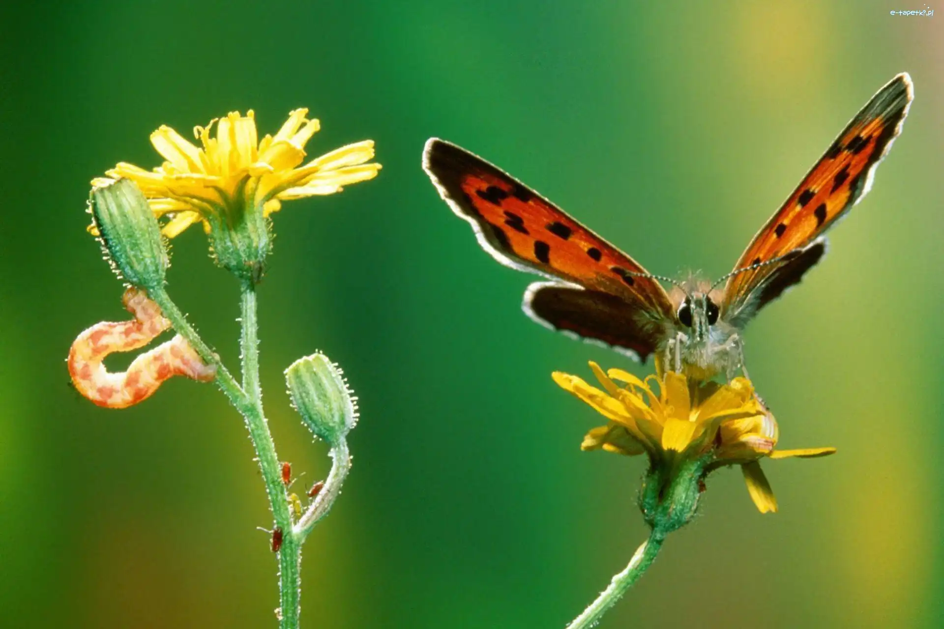 gąsienica, kwiat, Motyl