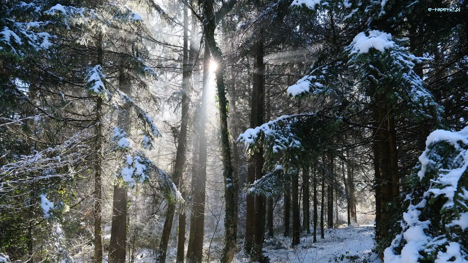 Śnieg, Droga, Zima, Przebijające światło, Drzewa, Las