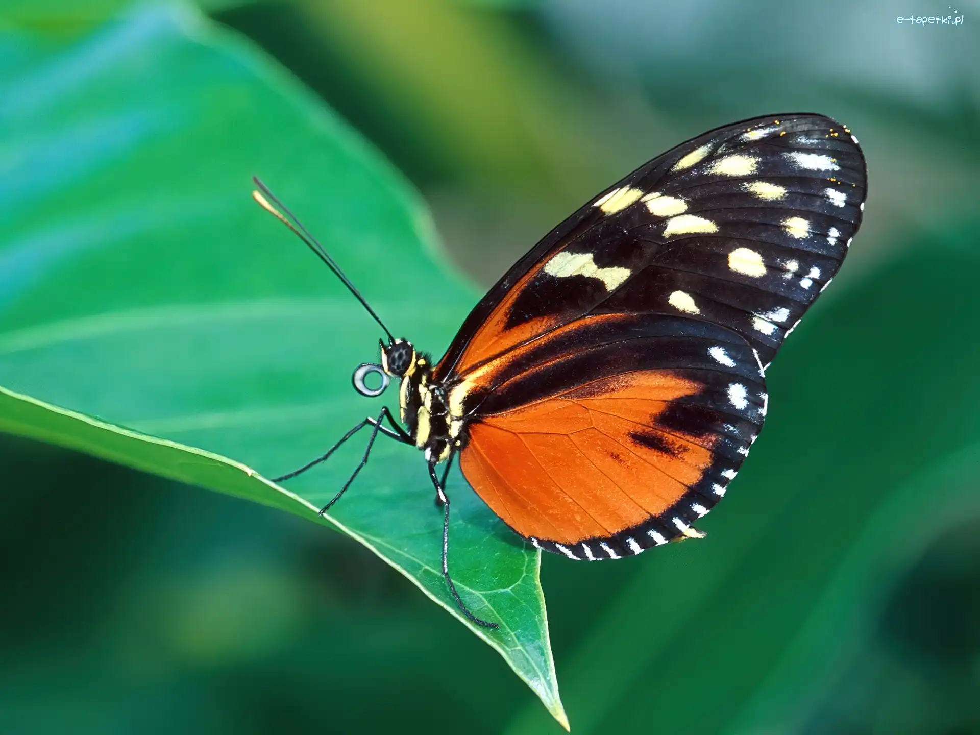 liść, Motyl