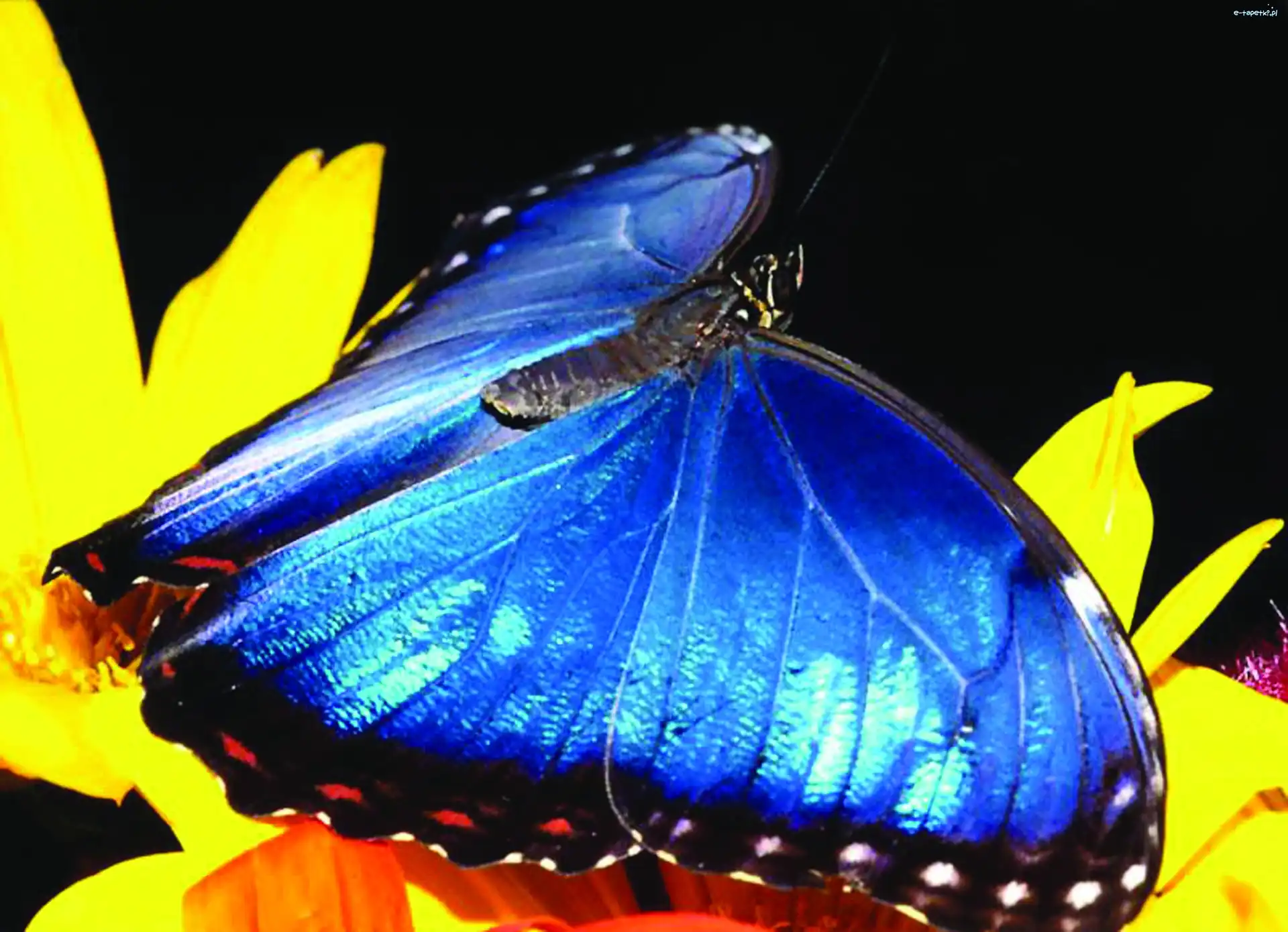 kwiat, niebieski, Motyl