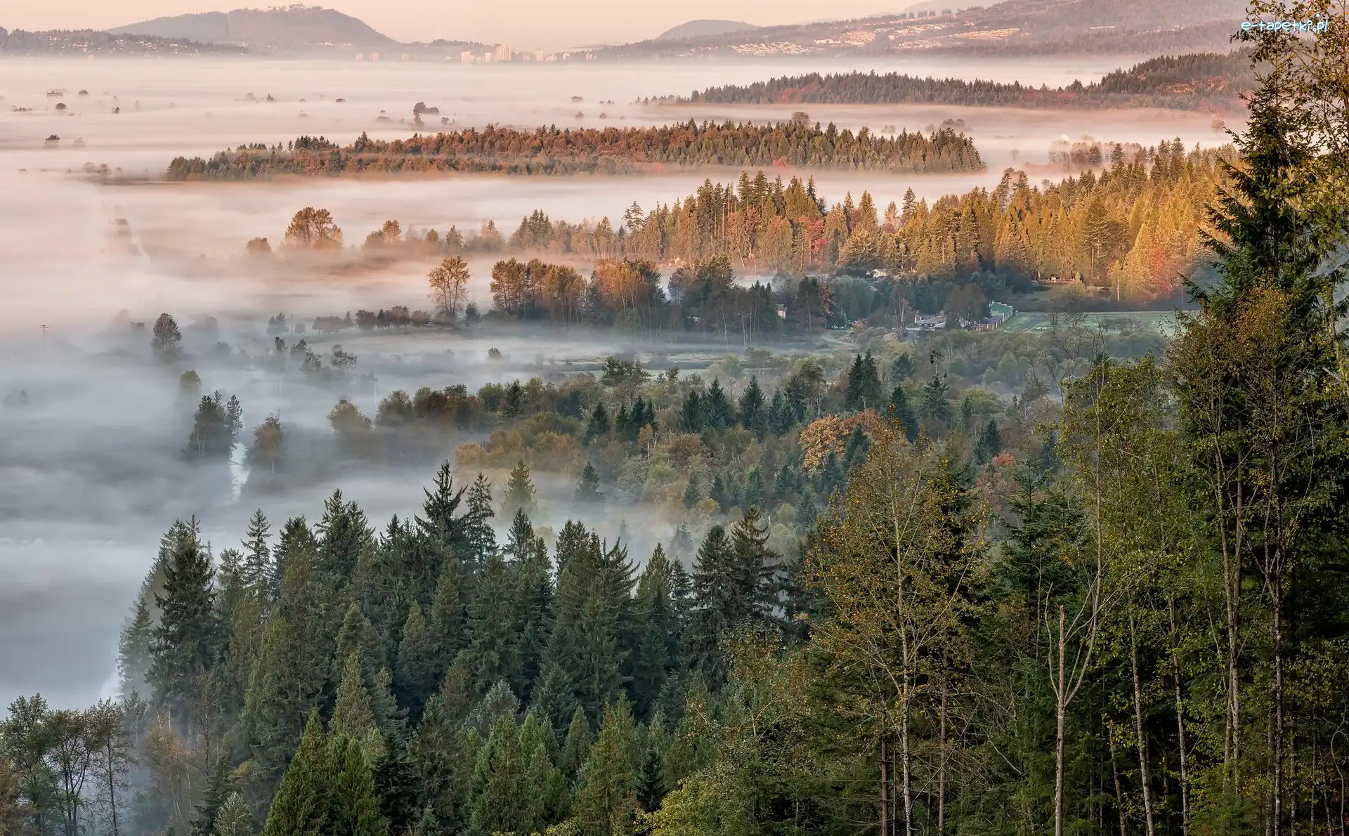 Mgła, Lasy, Drzewa