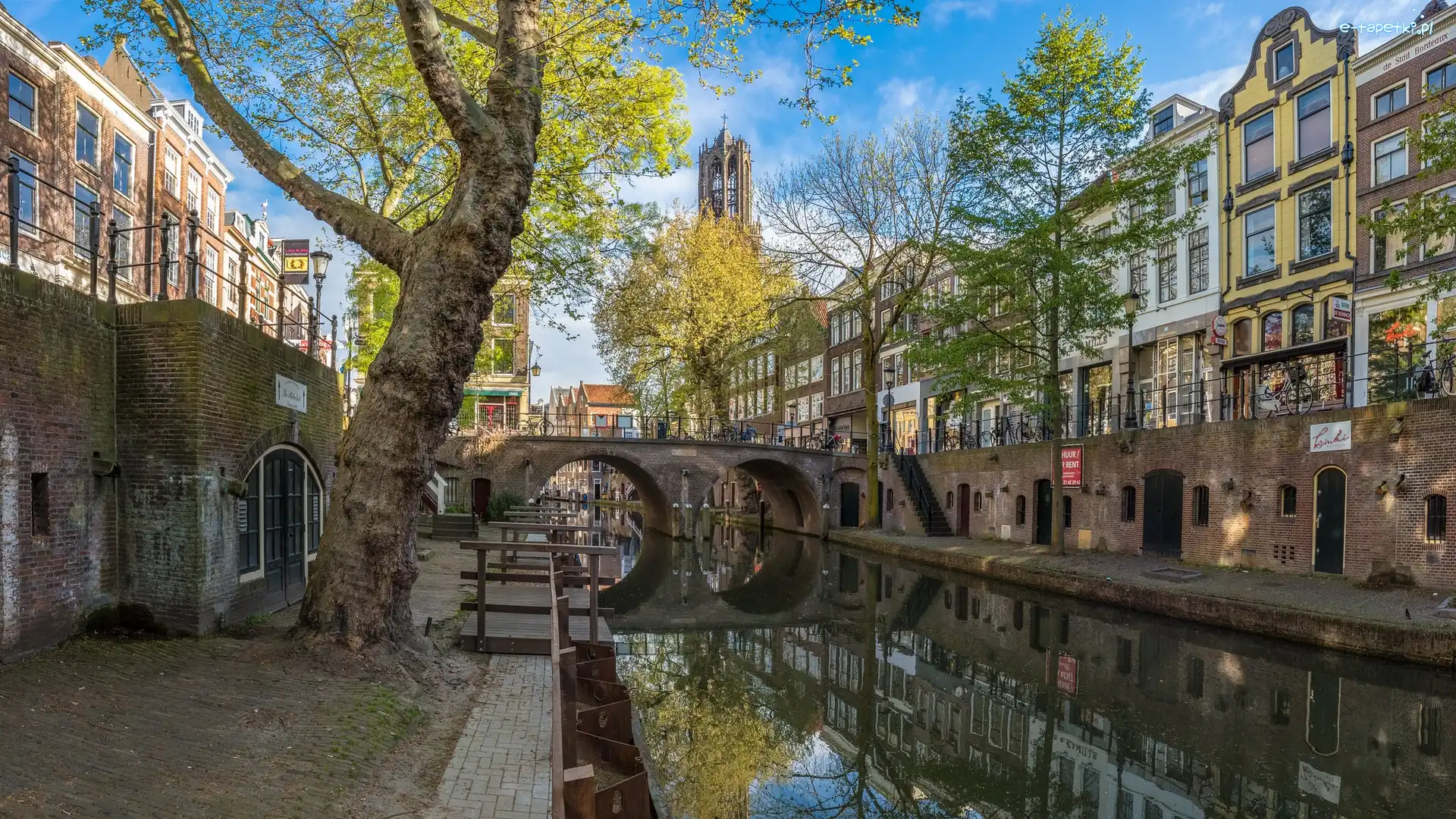 Amsterdam, Drzewo, Kanał, Holandia, Domy, Kamienice