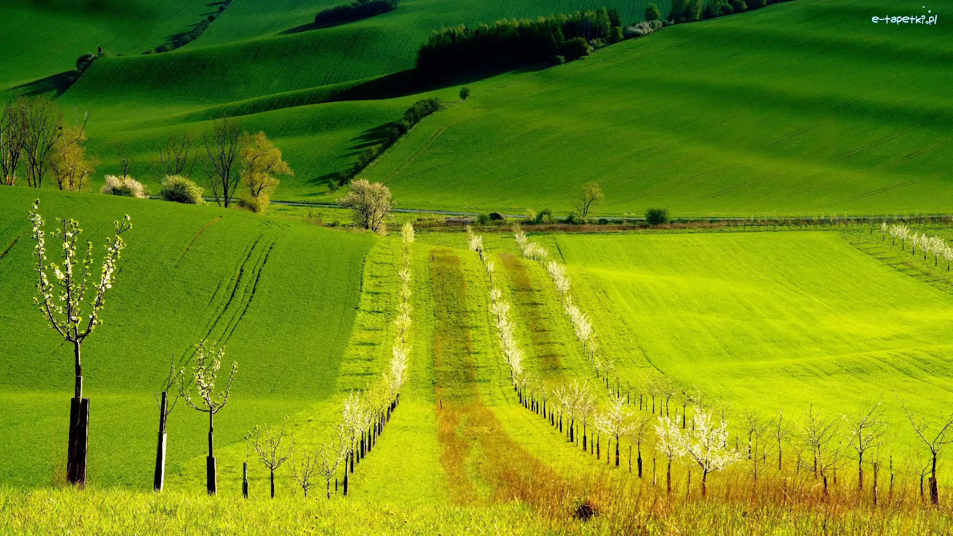 Drzewa, Wiosna, Wzgórza, Pola