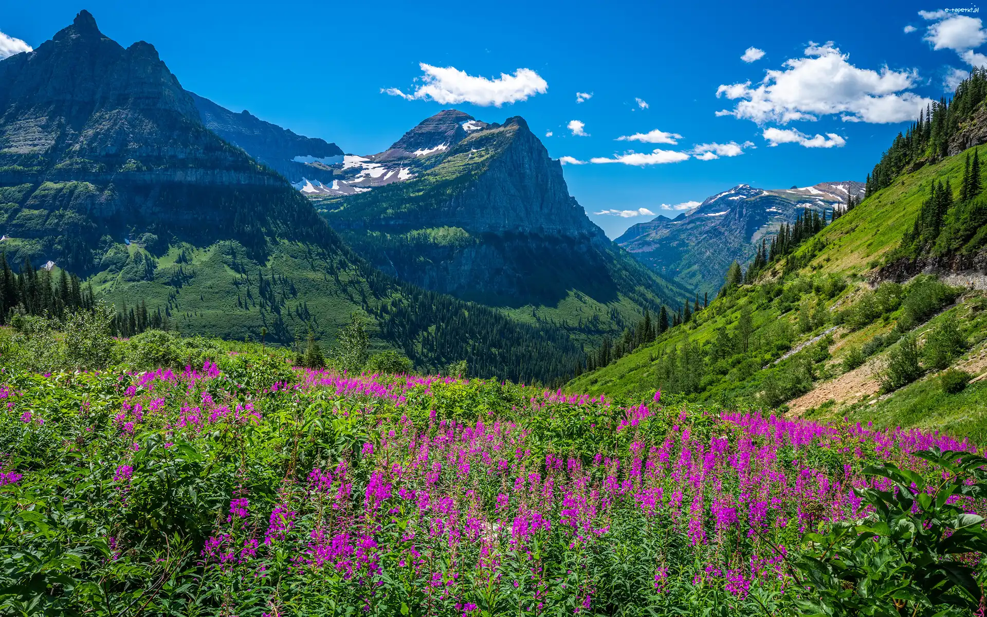 Kwiaty, Park Narodowy Glacier, Góry Skaliste, Montana, Stany Zjednoczone, Łąka, Drzewa