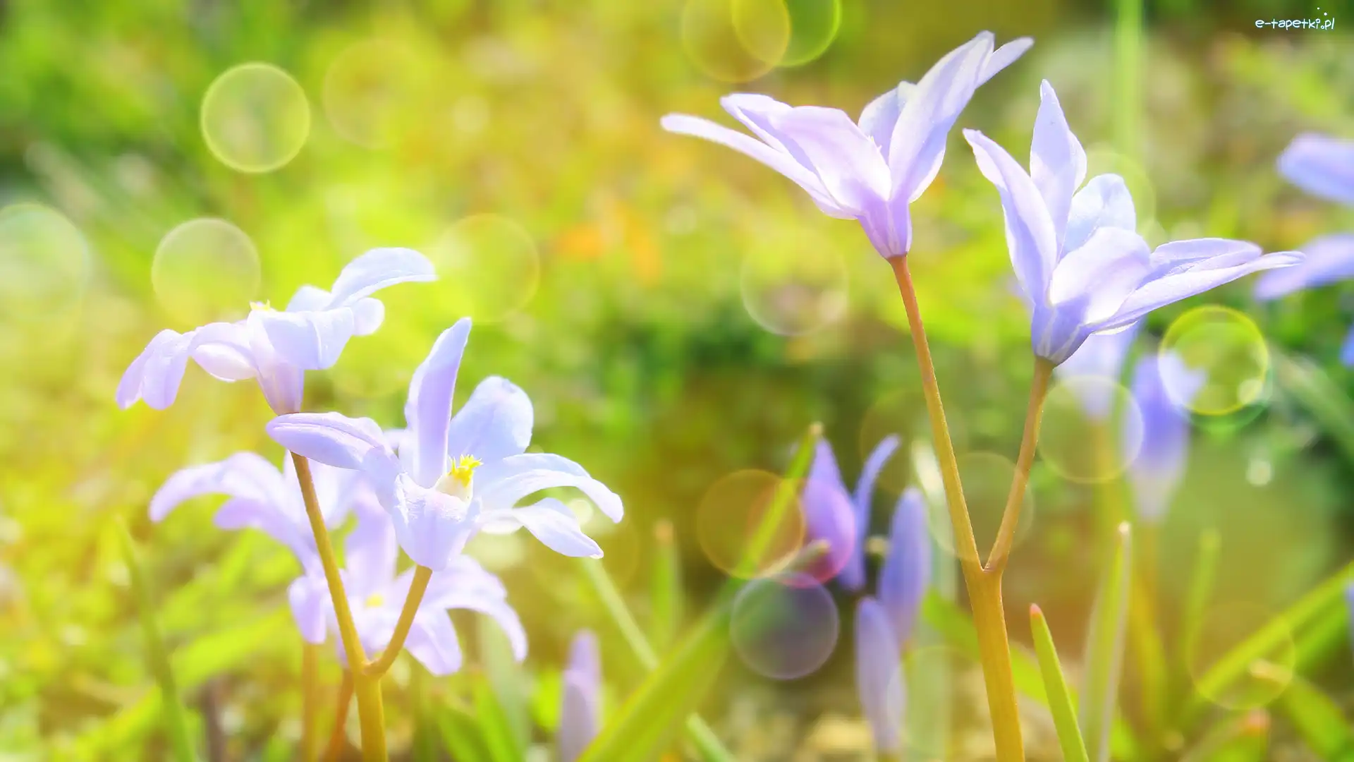 Śnieżniki, Bokeh, Zbliżenie, Jasnofioletowe