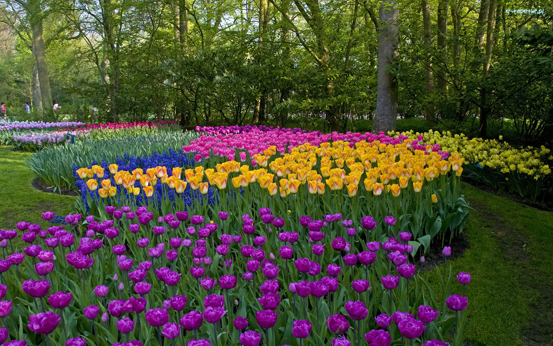 Tulipany, Park, Drzewa, Kolorowe