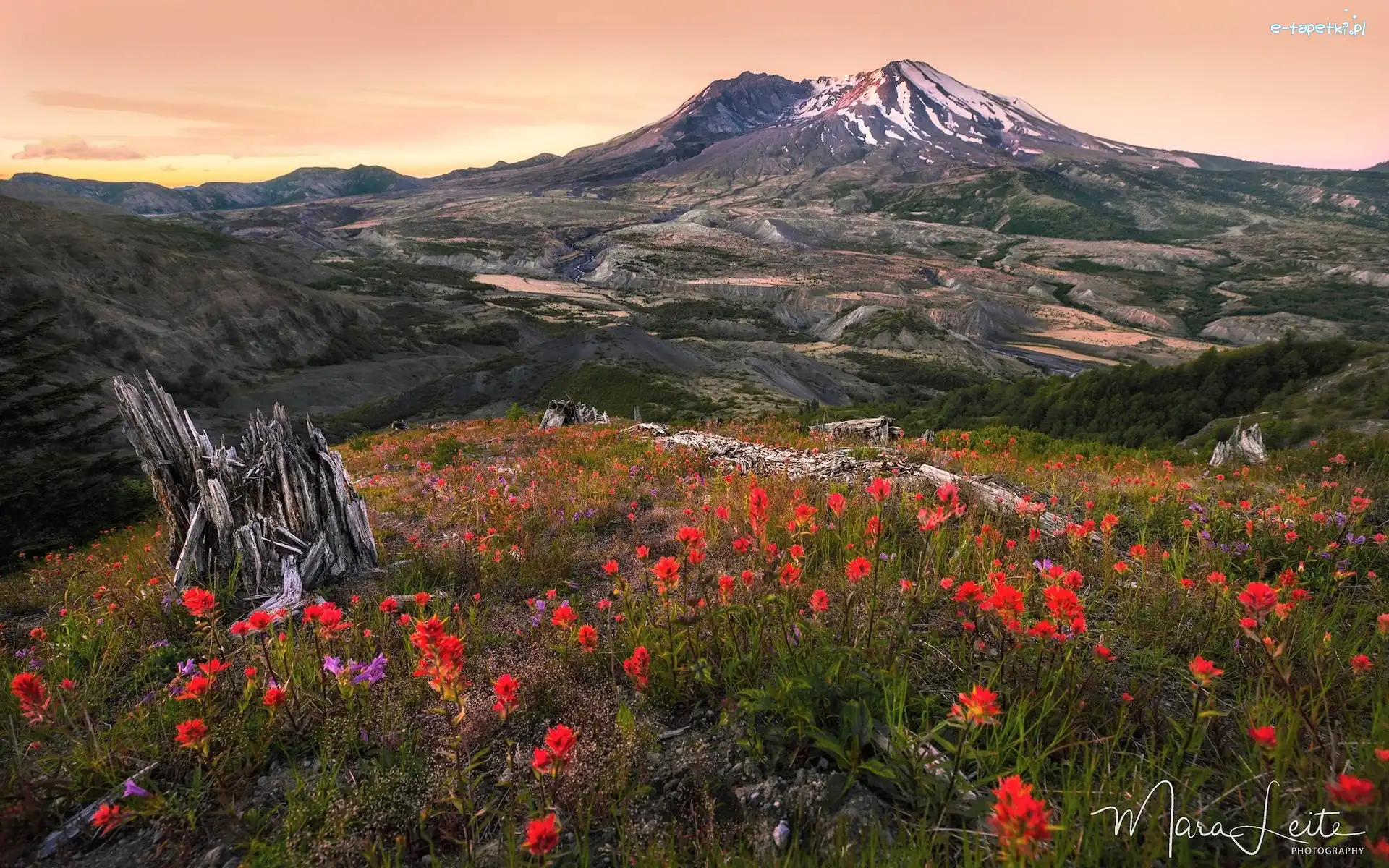 Kwiaty, Łąka, Wulkan, Góra, Góry Kaskadowe, Stany Zjednoczone, Stan Waszyngton, Mount St Helens, Konar