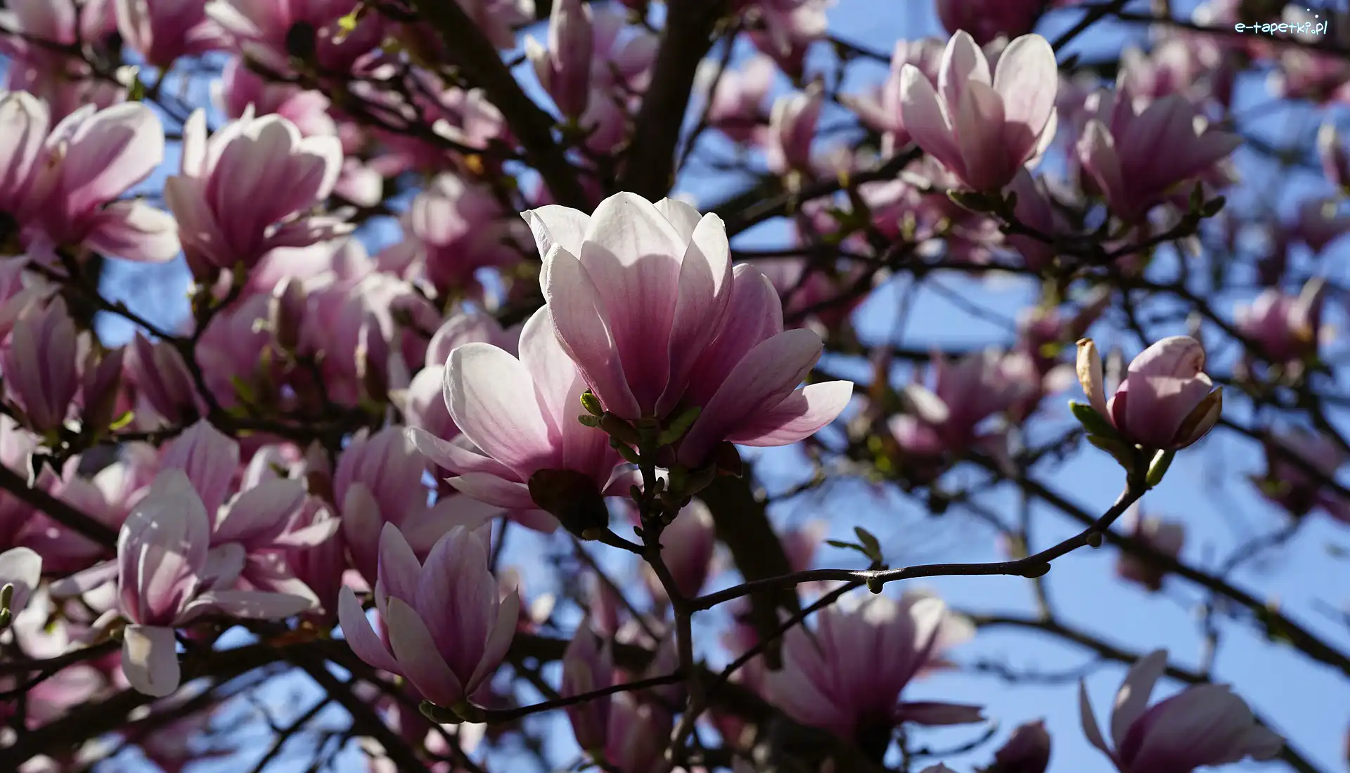 Kwiaty, Gałązki, Magnolia, Różowe