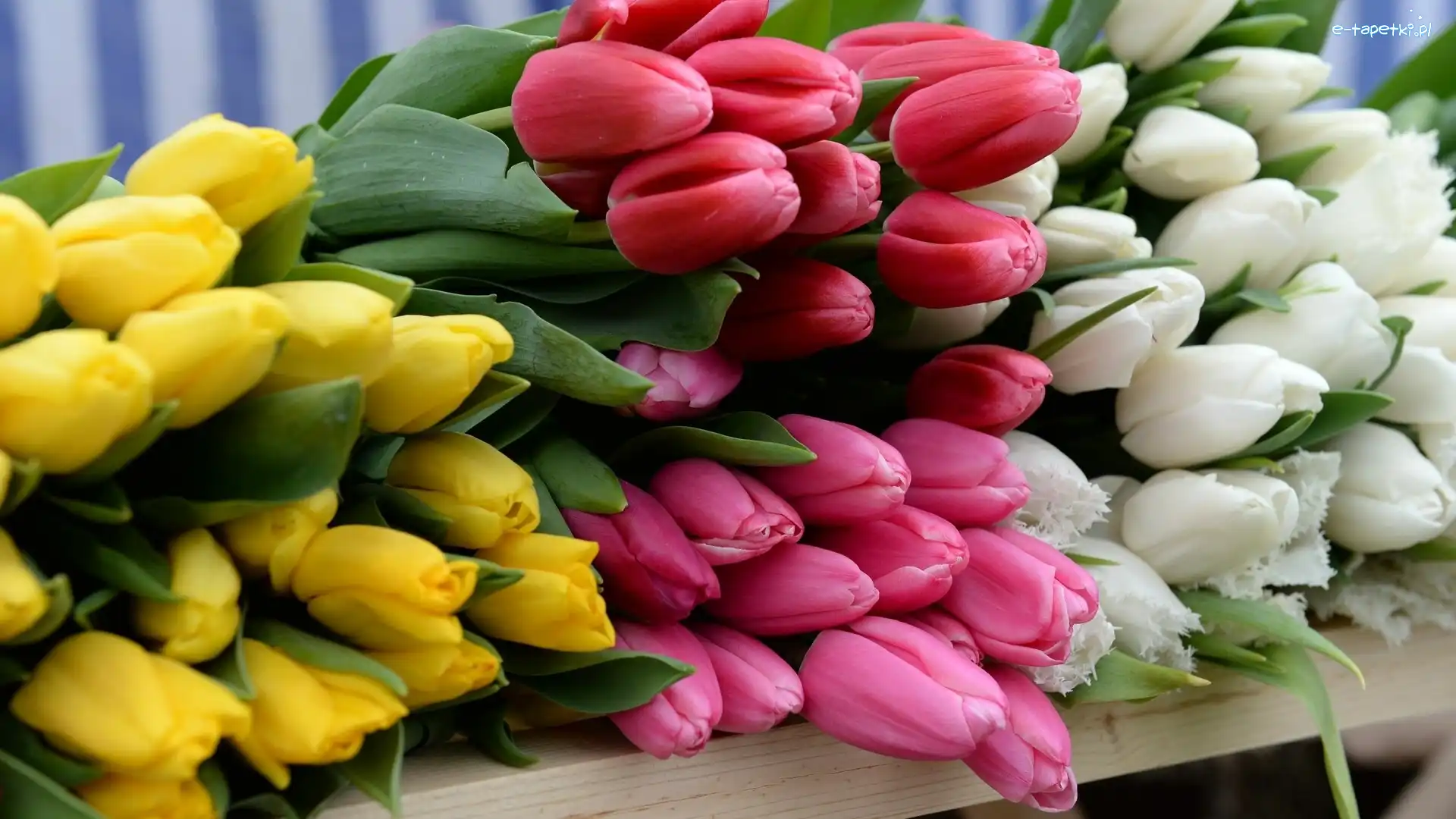 Różowe, Tulipany, Białe, Żółte