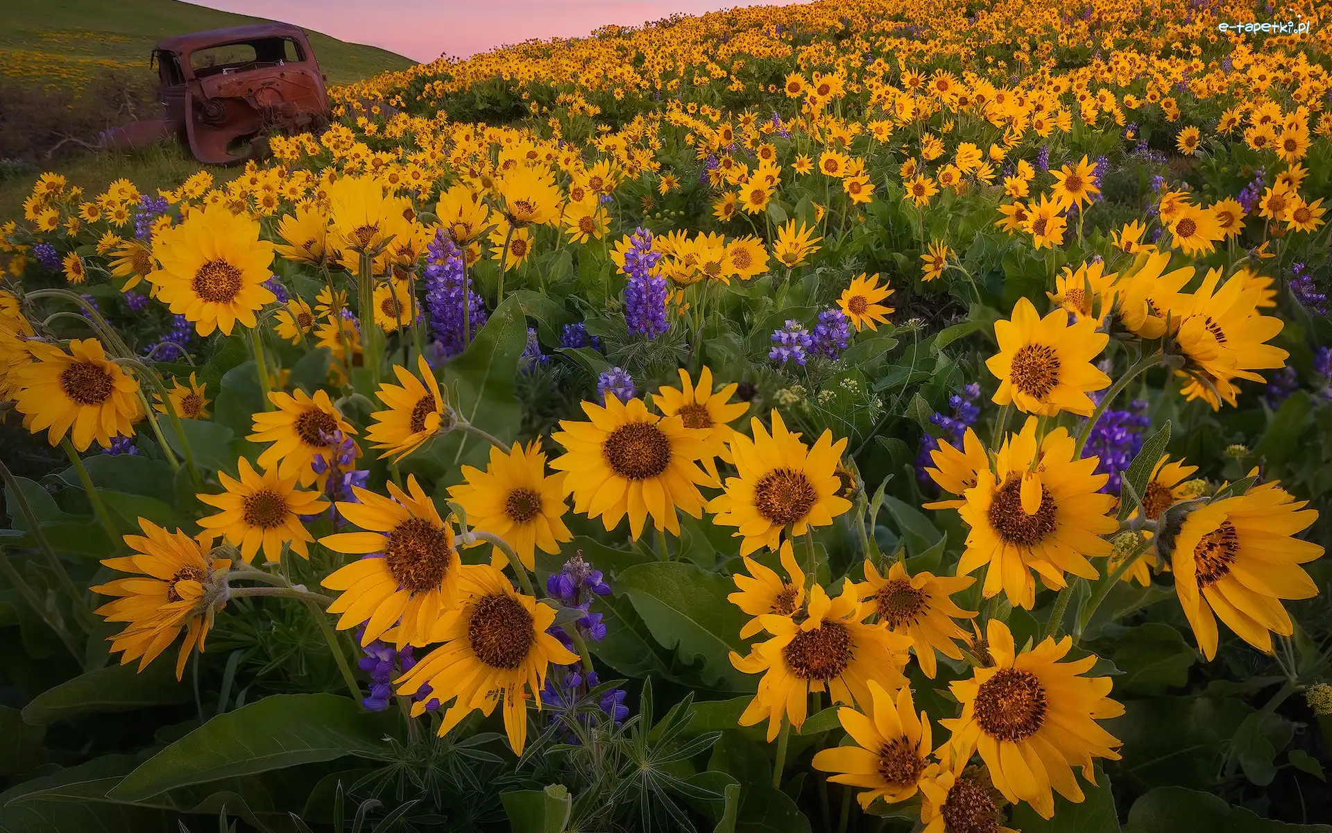 Samochodu, Wrak, Balsamorhiza, Kwiaty, Wzgórze, Stany Zjednoczone, Stan Waszyngton, Łubin, Park stanowy Columbia Hills