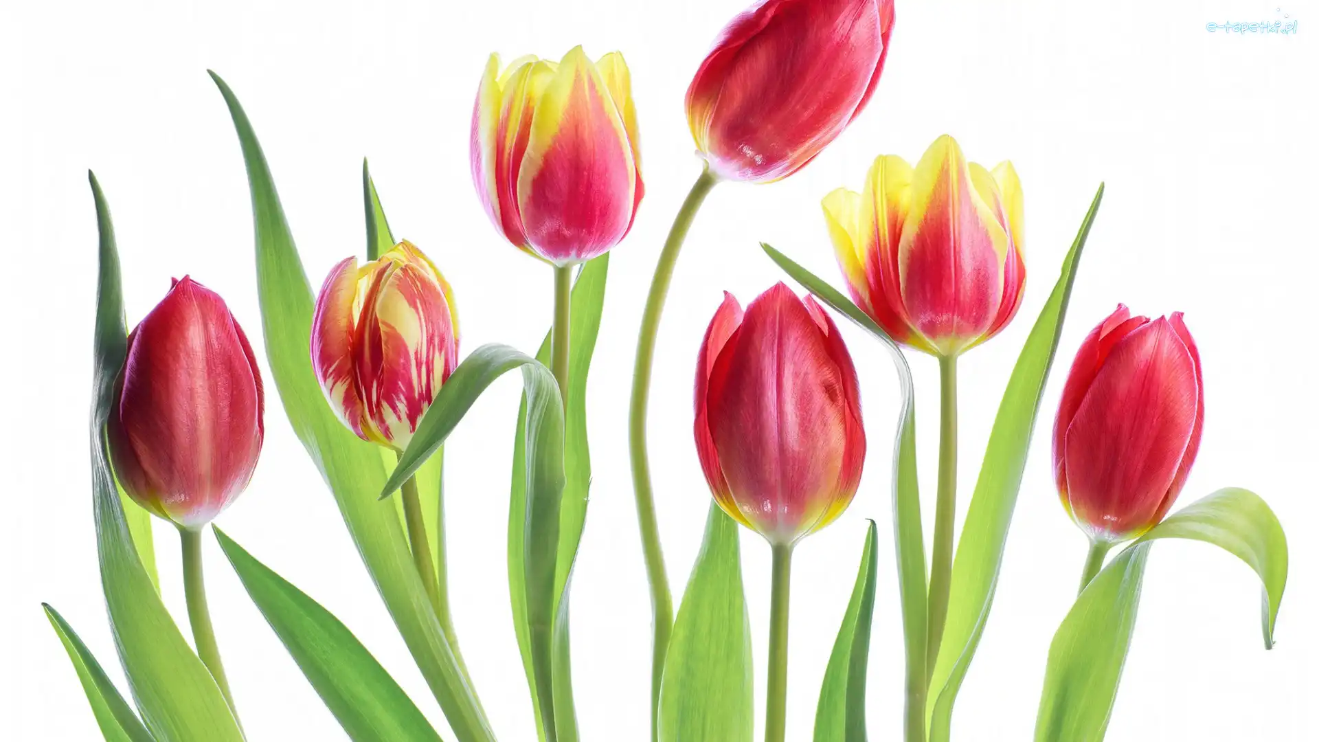 Białe tło, Tulipany, Kwiaty