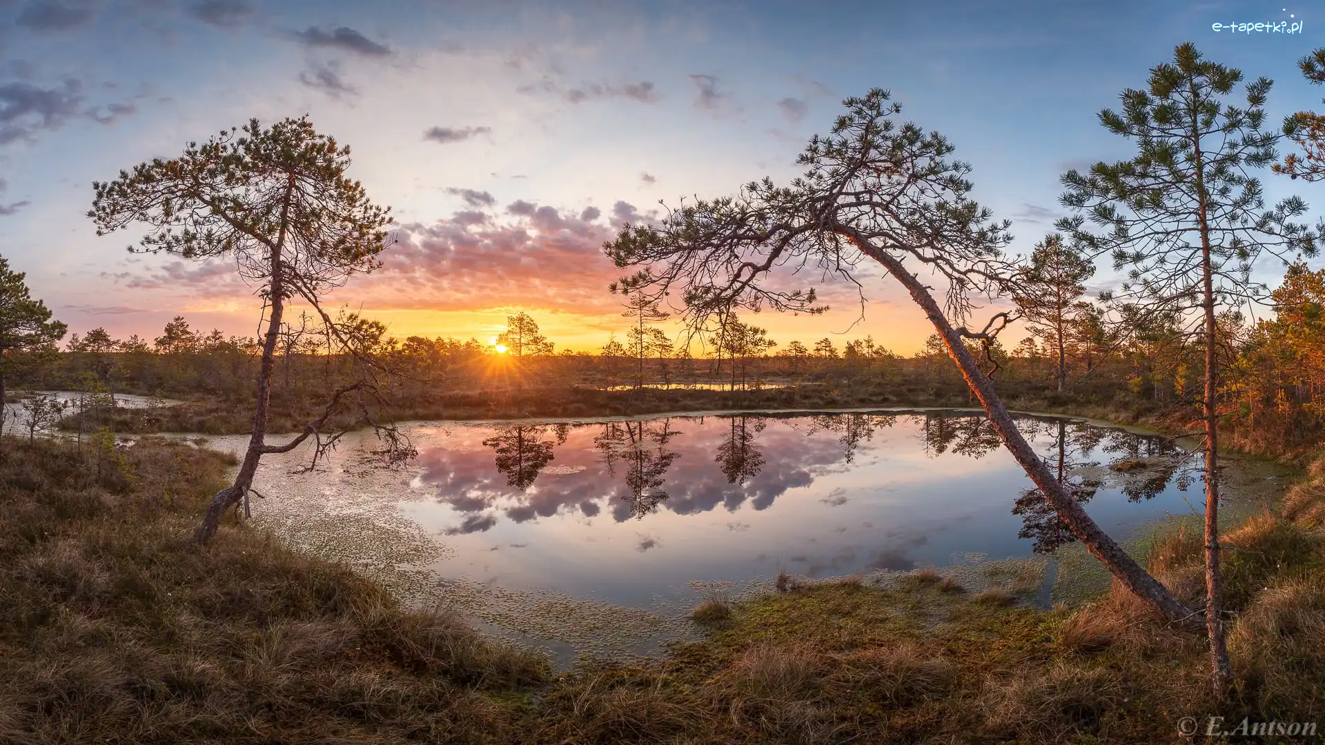 Wschód słońca, Pohja-Korvemaa, Bagno, Rezerwat przyrody, Estonia, Drzewa, Torfowisko