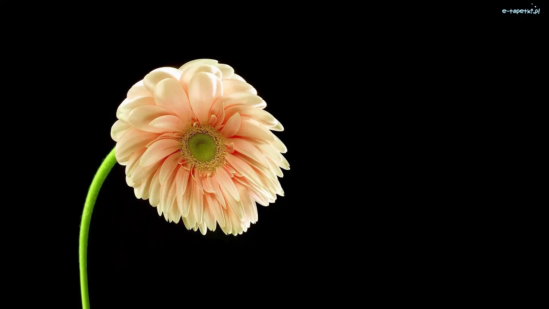 Pochylony, Gerbera, Kwiat, Tło, Ciemne