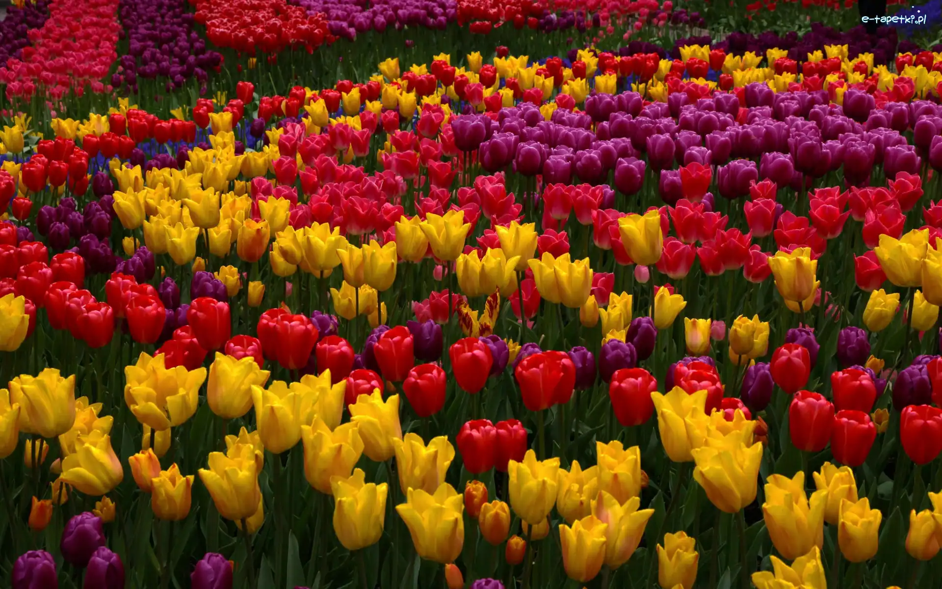 Tulipany, Kwiaty, Kolorowe, Czerwone, Żółte