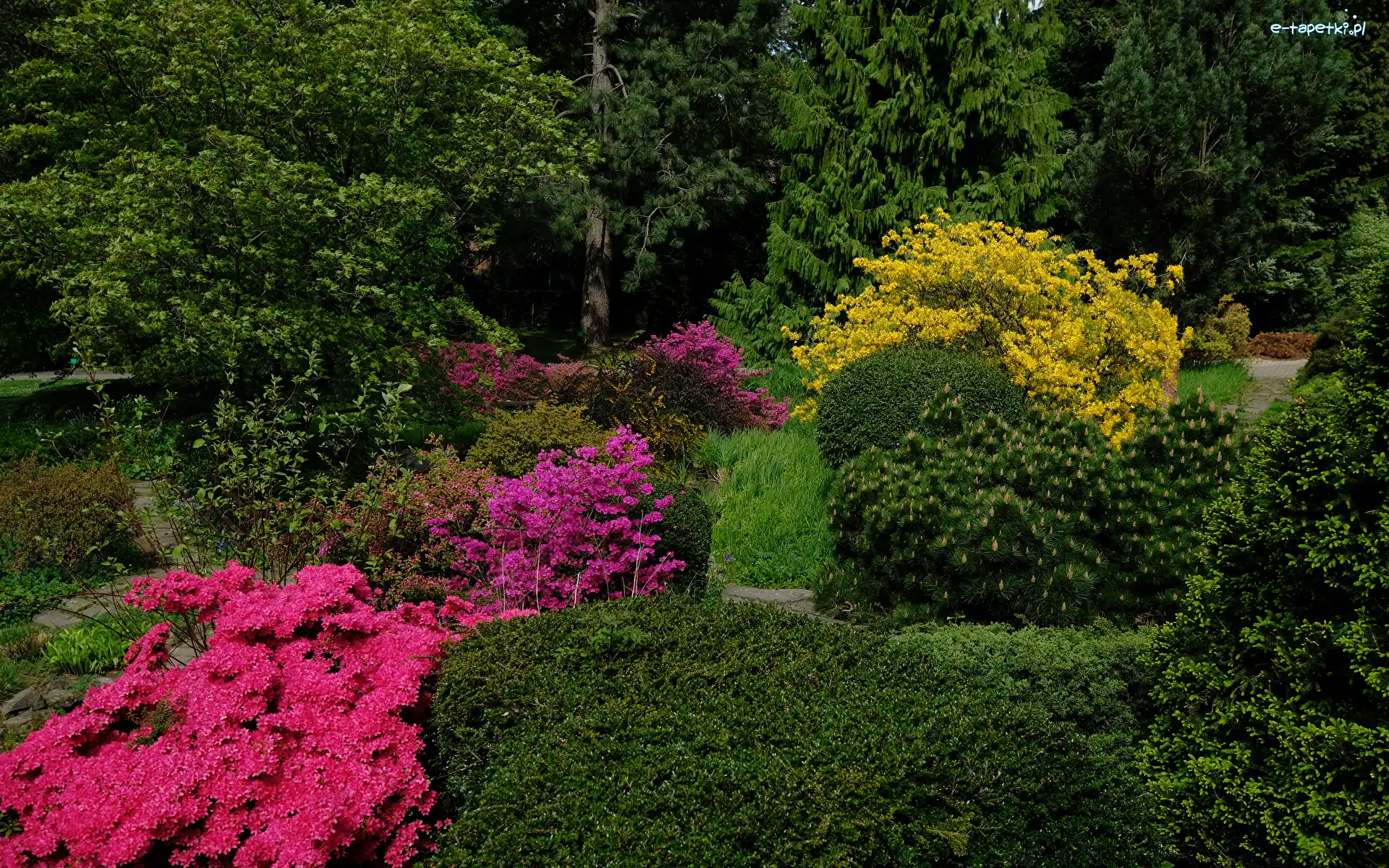 Ogród, Krzewy, Park, Drzewa, Rododendrony