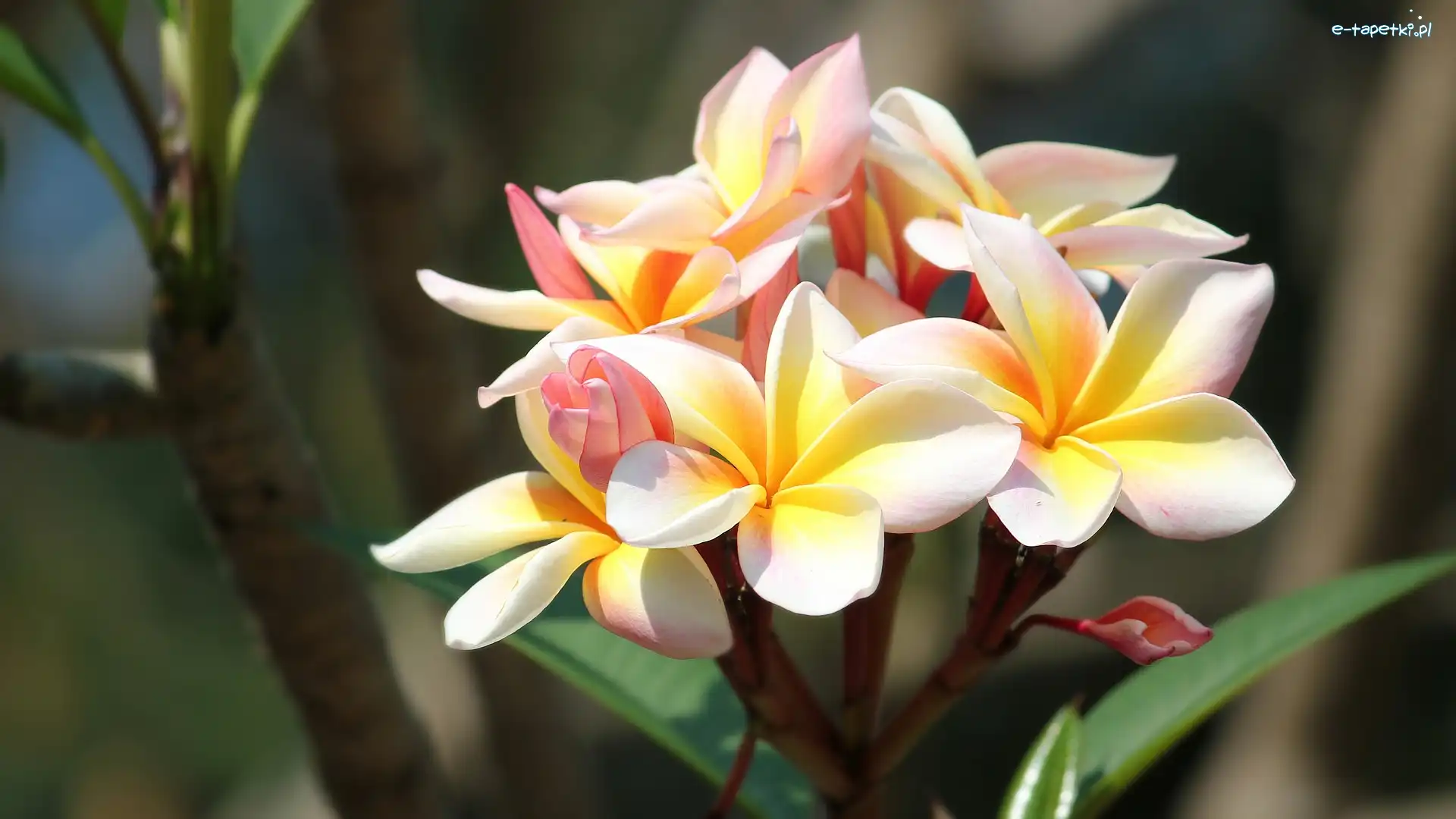 Kolorowe, Liście, Plumeria, Kwiaty