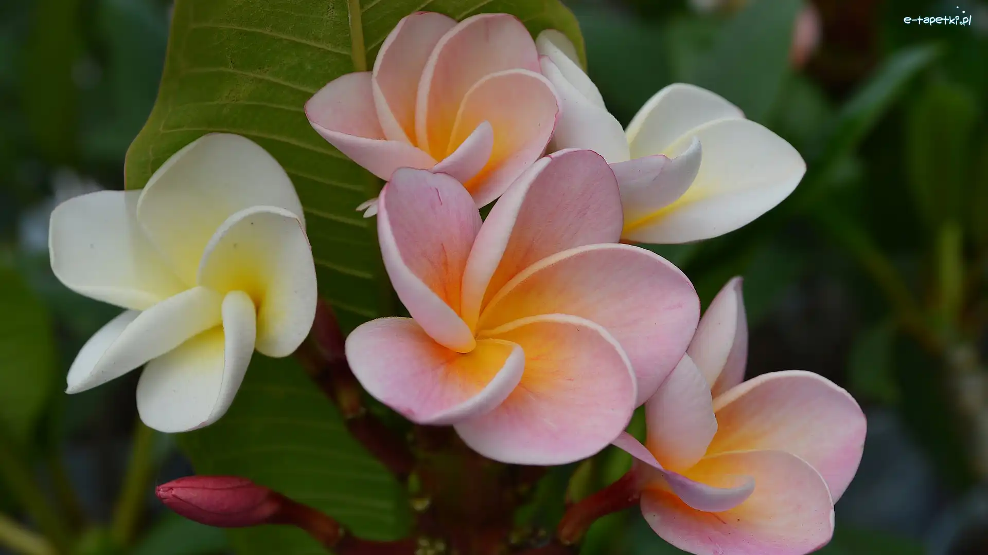 Liście, Kwiaty, Plumeria, Pąki, Białe, Różowe