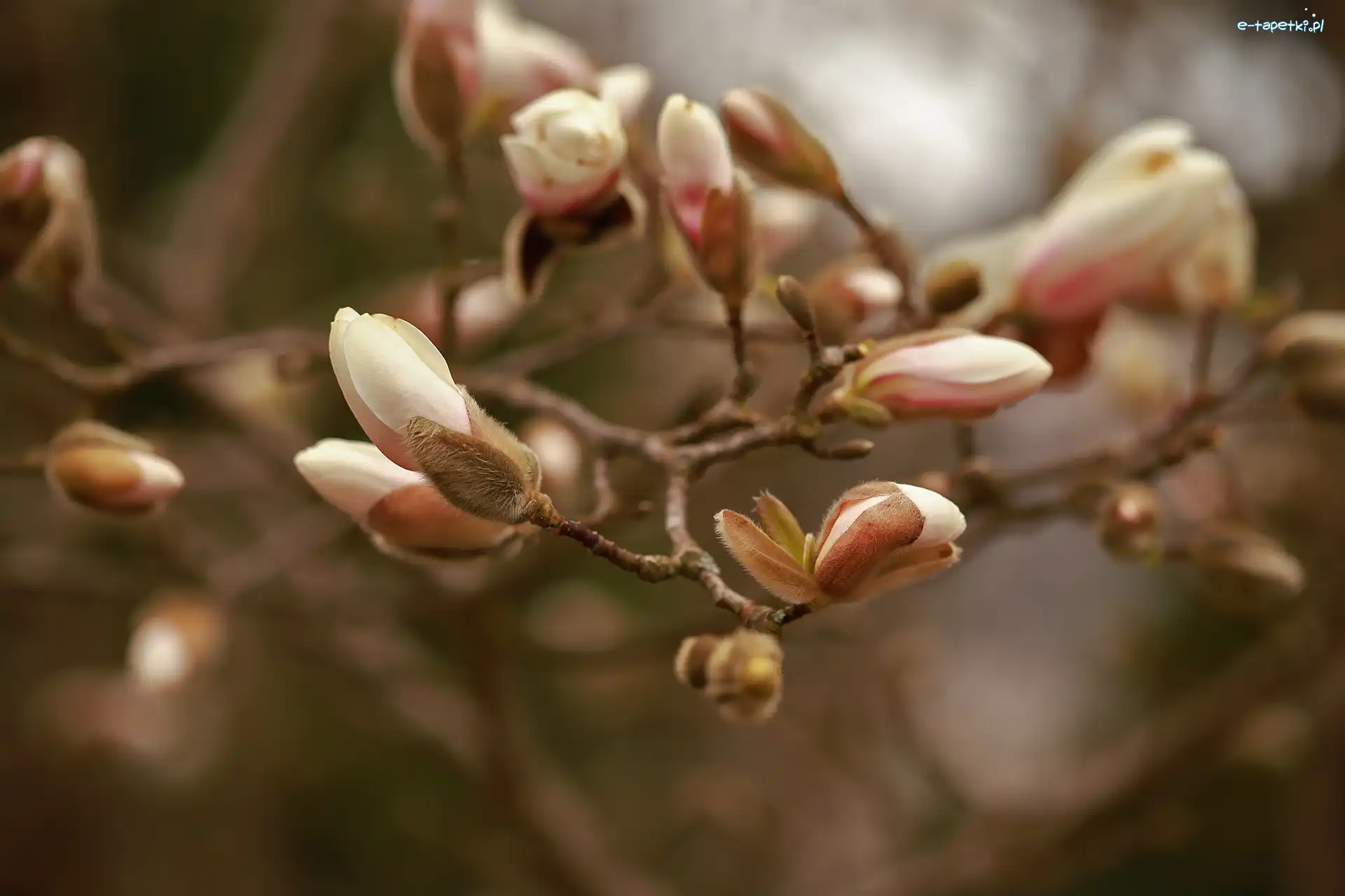 Magnolie, Pąki