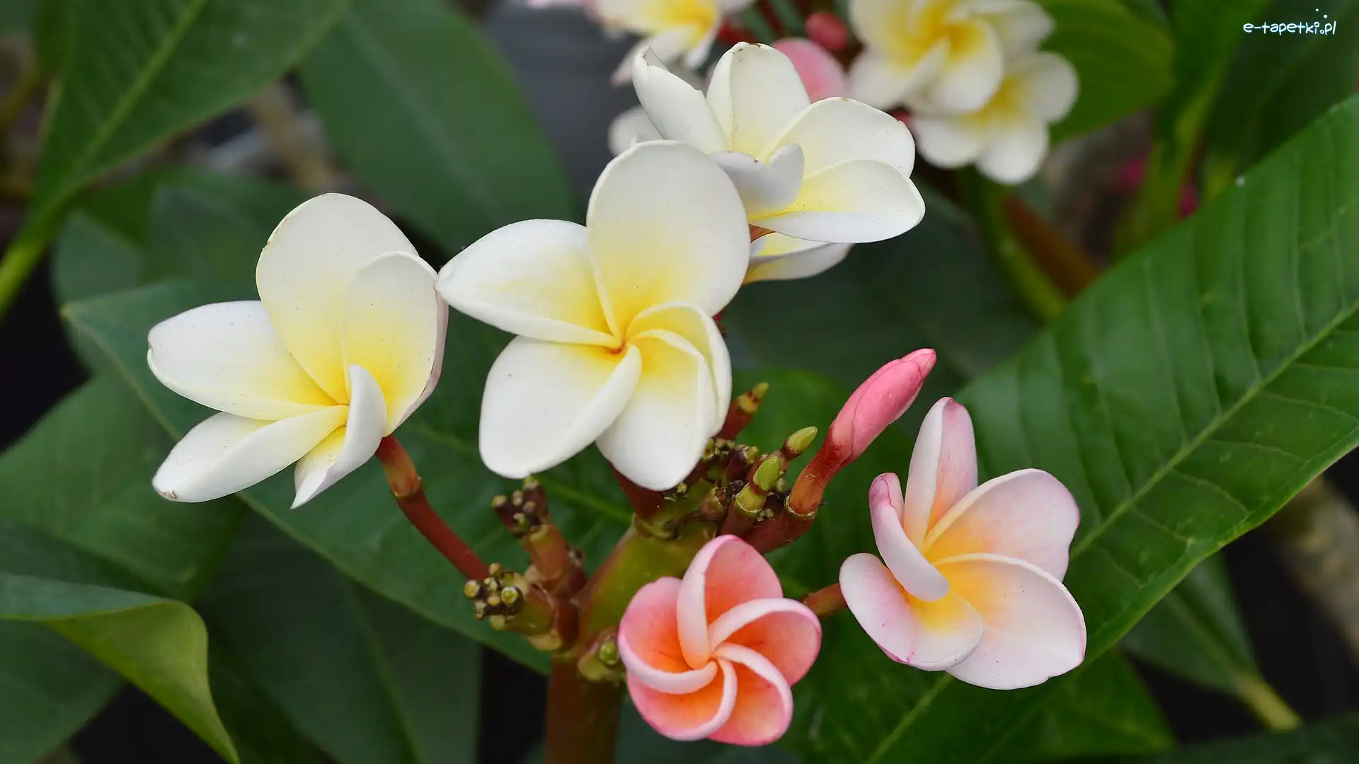 Plumeria, Liście, Pąki, Kwiaty