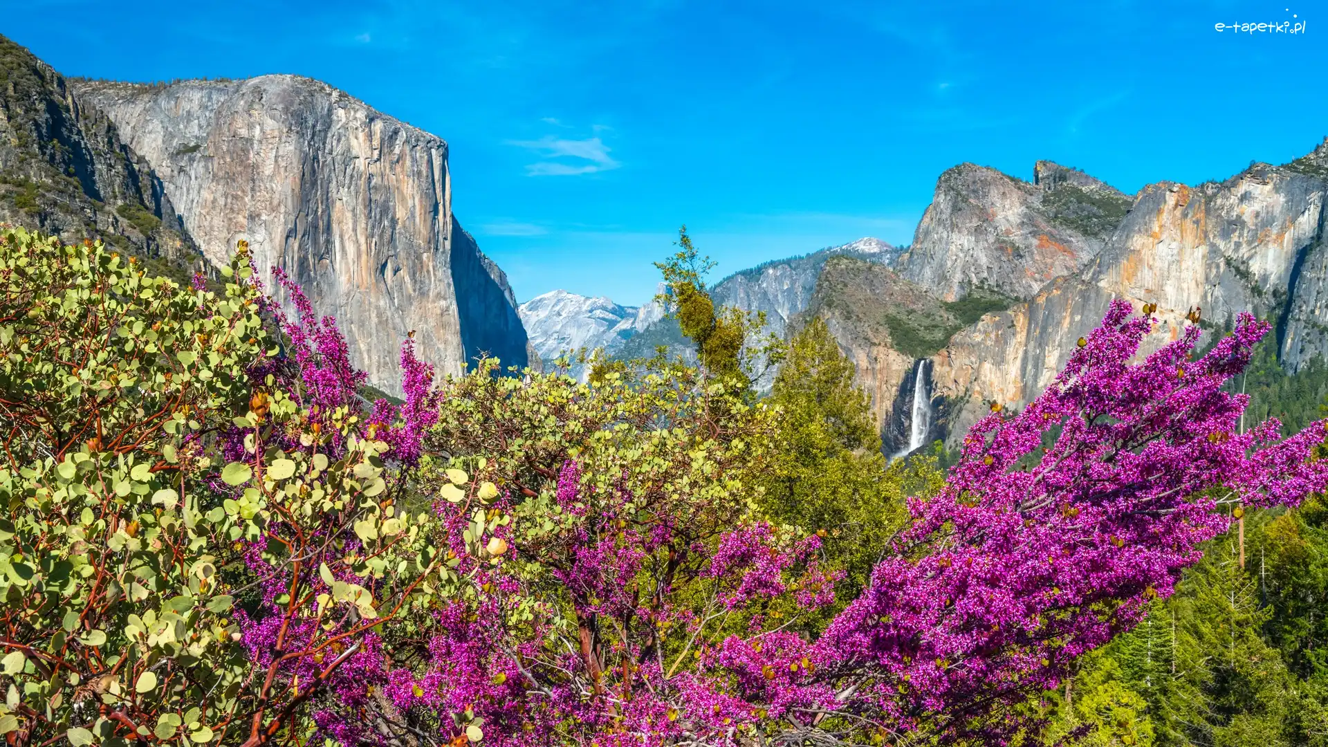 Stan Kalifornia, Drzewa, Krzewy, Stany Zjednoczone, Góry, Park Narodowy Yosemite