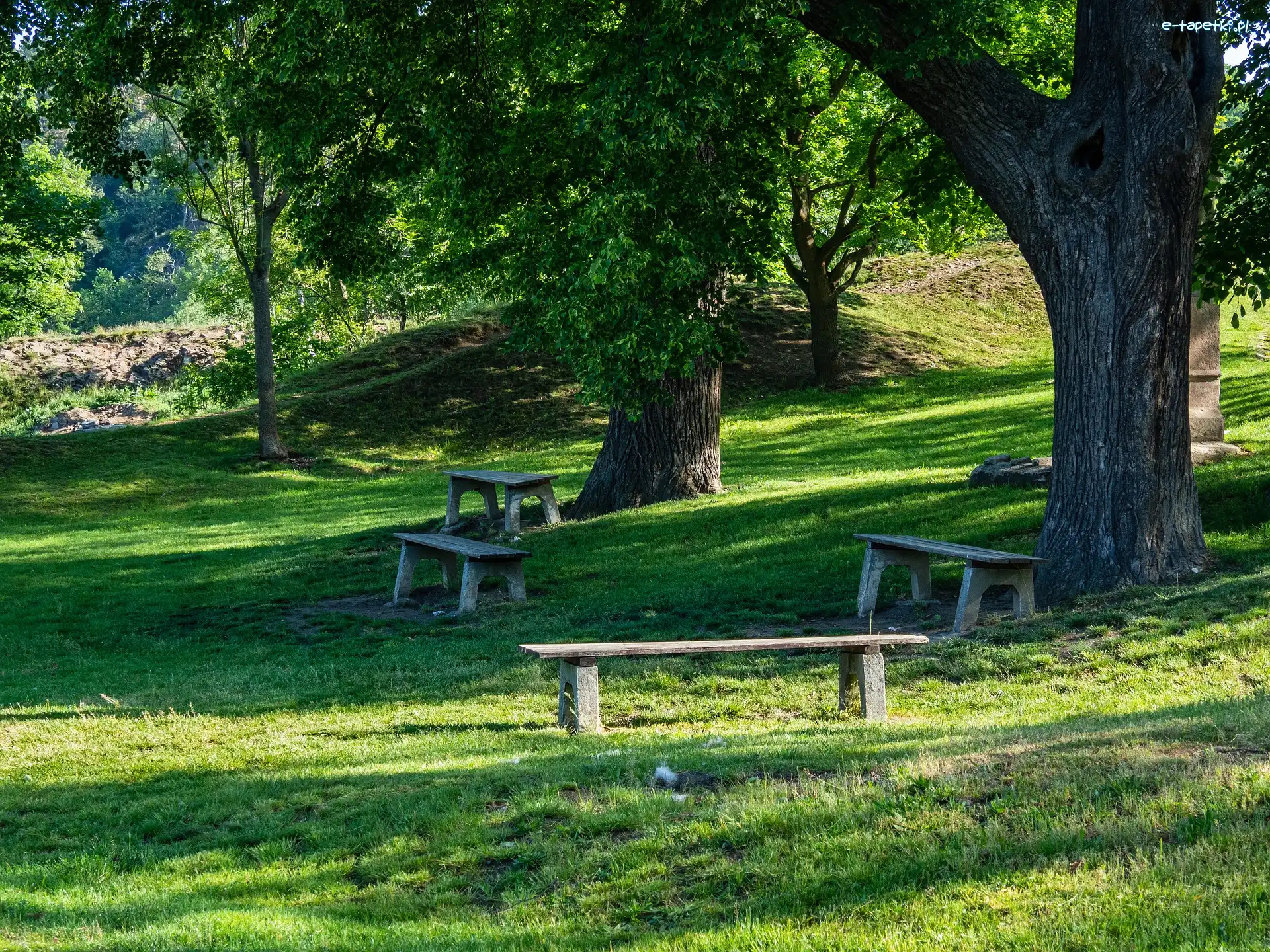 Drzewa, Park, Trawa, Ławki