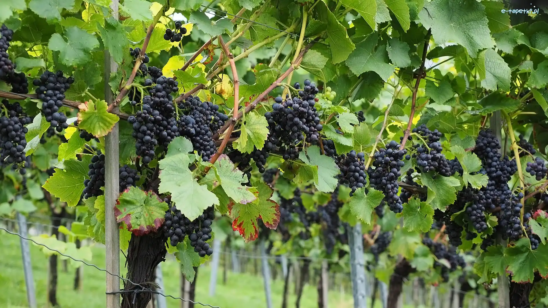 Ciemne, Kiście, Winogrona, Liście, Gałązki