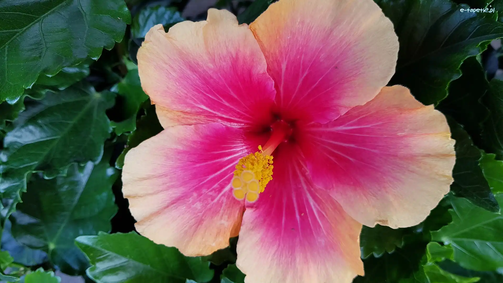 Różowy, Liście, Hibiskus, Kwiat