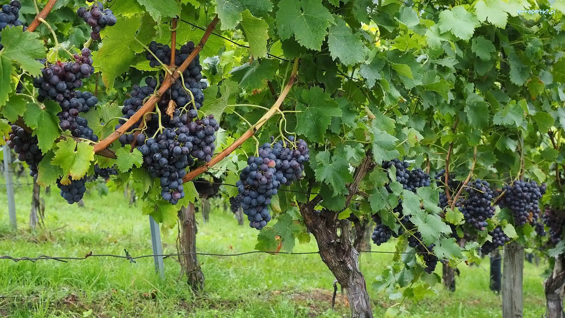 Winogrona, Owoce, Kiście, Plantacja, Liście