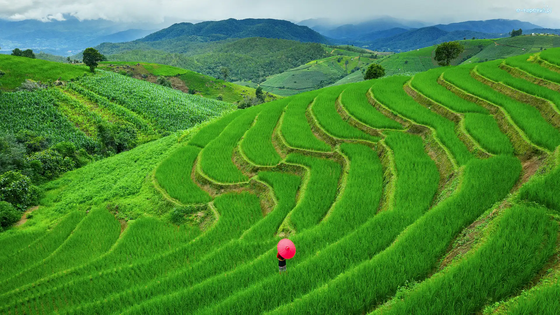 Pa Bong Piang, Parasolka, Tajlandia, Drzewa, Tarasy ryżowe, Góry, Wzgórza, Kobieta, Pola, Chiang Mai