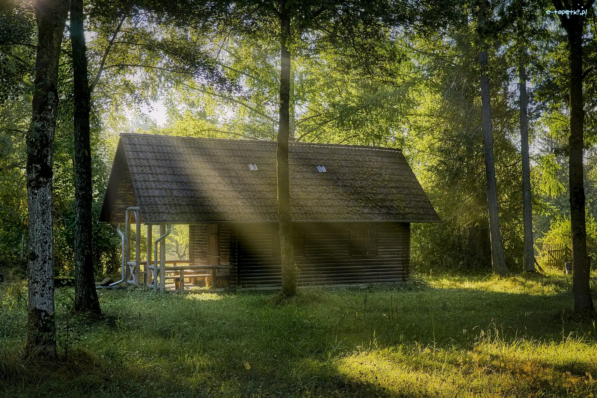 Las, Przebijające światło, Drzewa, Dom