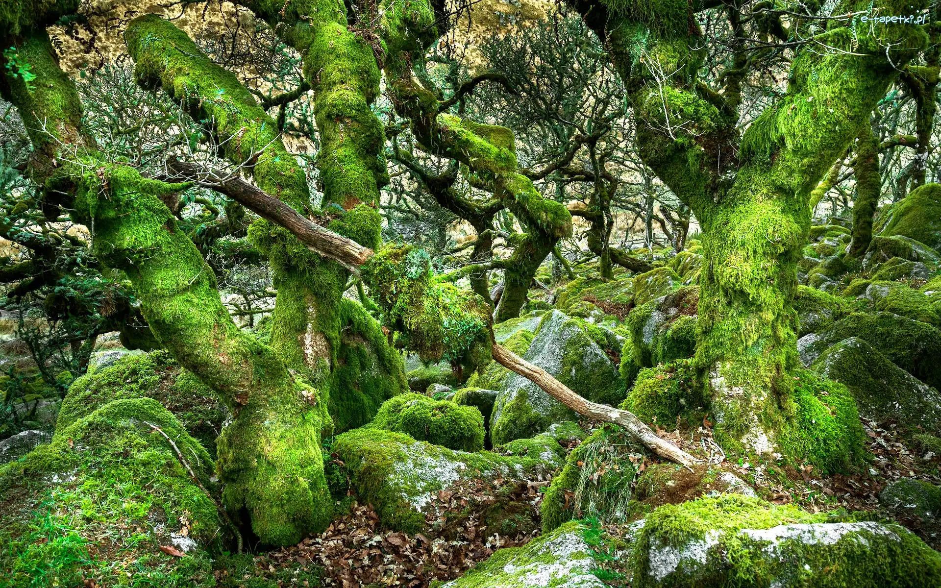 Las, Devon, Kamienie, Drzewa, Dartmoor, Rezerwat Wistmans Wood, Omszone, Anglia