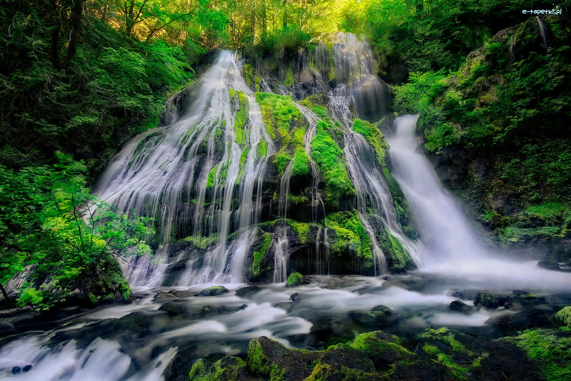 Miejsce chronione, Panther Creek Falls, Skała, Omszona, Drzewa, Stany Zjednoczone, Stan Waszyngton, Wodospad, Gifford Pinchot National Forest