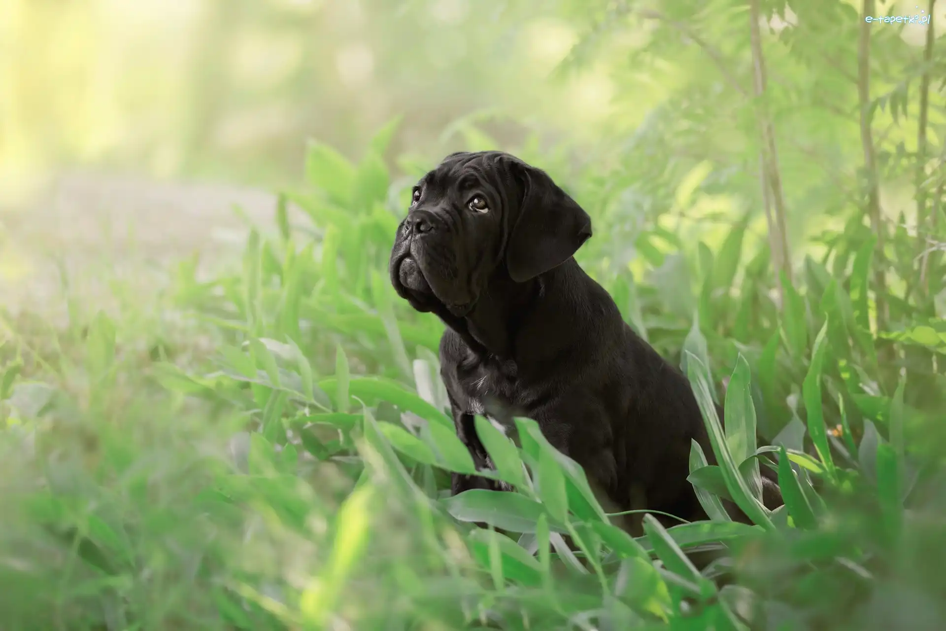 Pies, Czarny, Szczeniak, Trawa, Cane corso