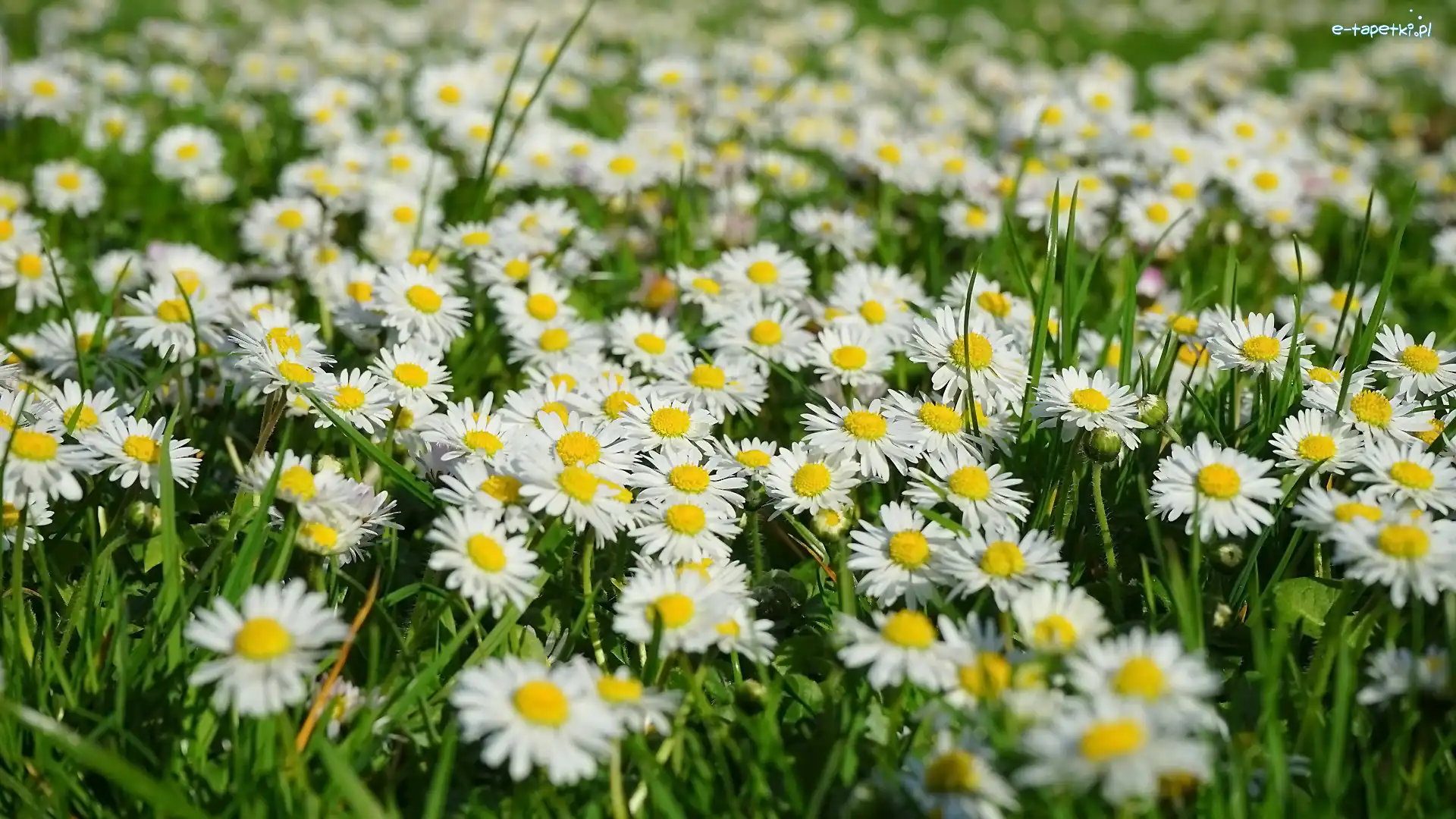 Zbliżenie, Kwiaty, Białe, Trawa, Stokrotki