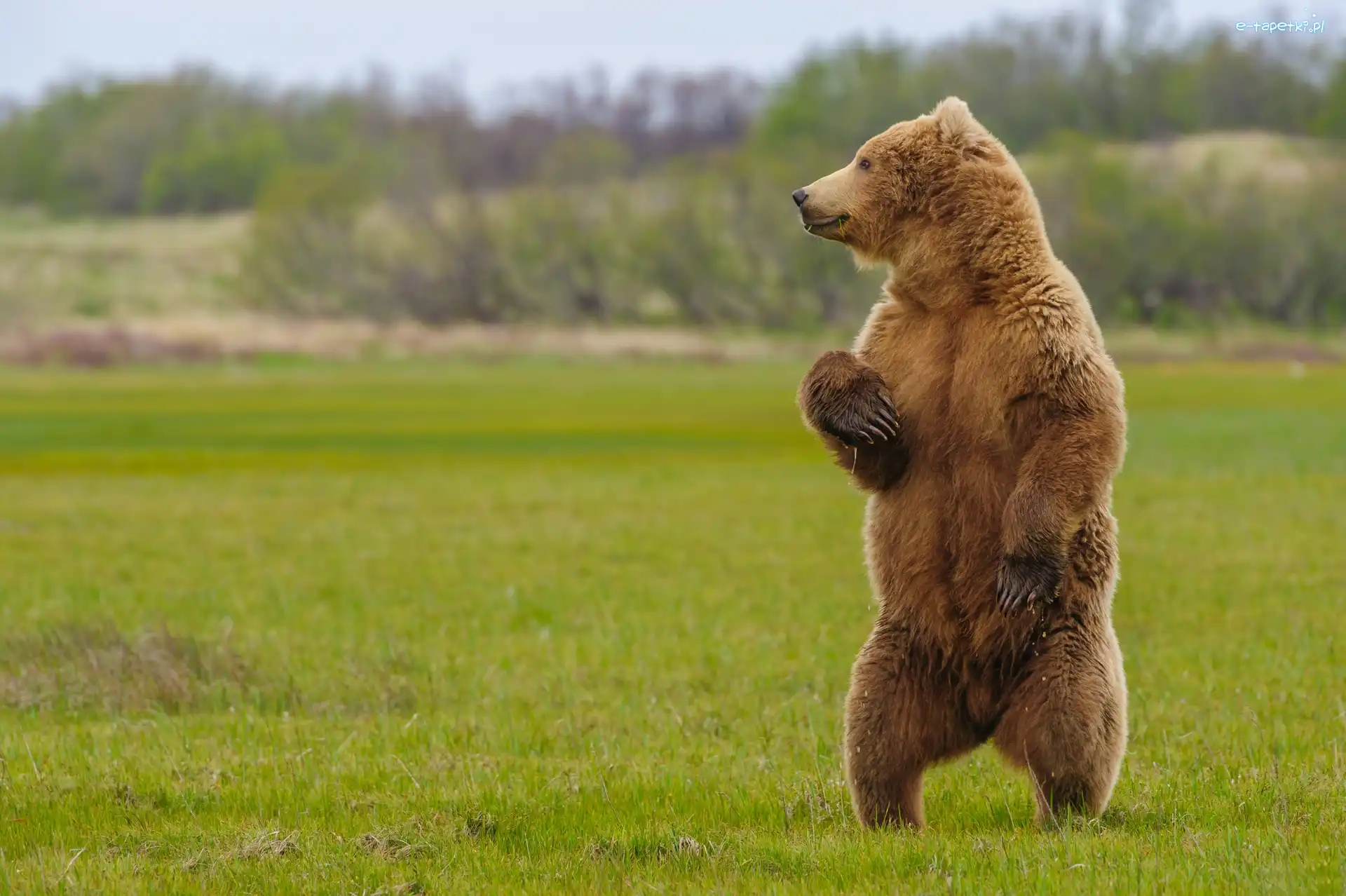 Niedźwiedź, Trawa, Grizzly, Stojący